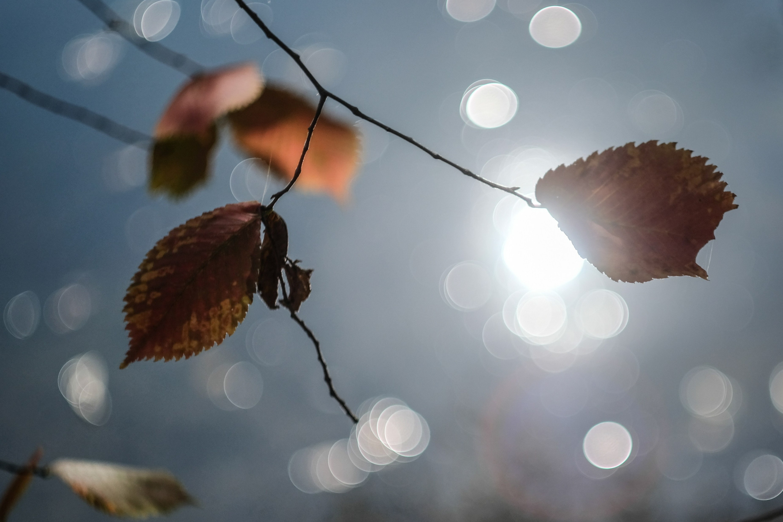 Винтажная мануальная оптика. Фотограф Дмитрий Алексеев