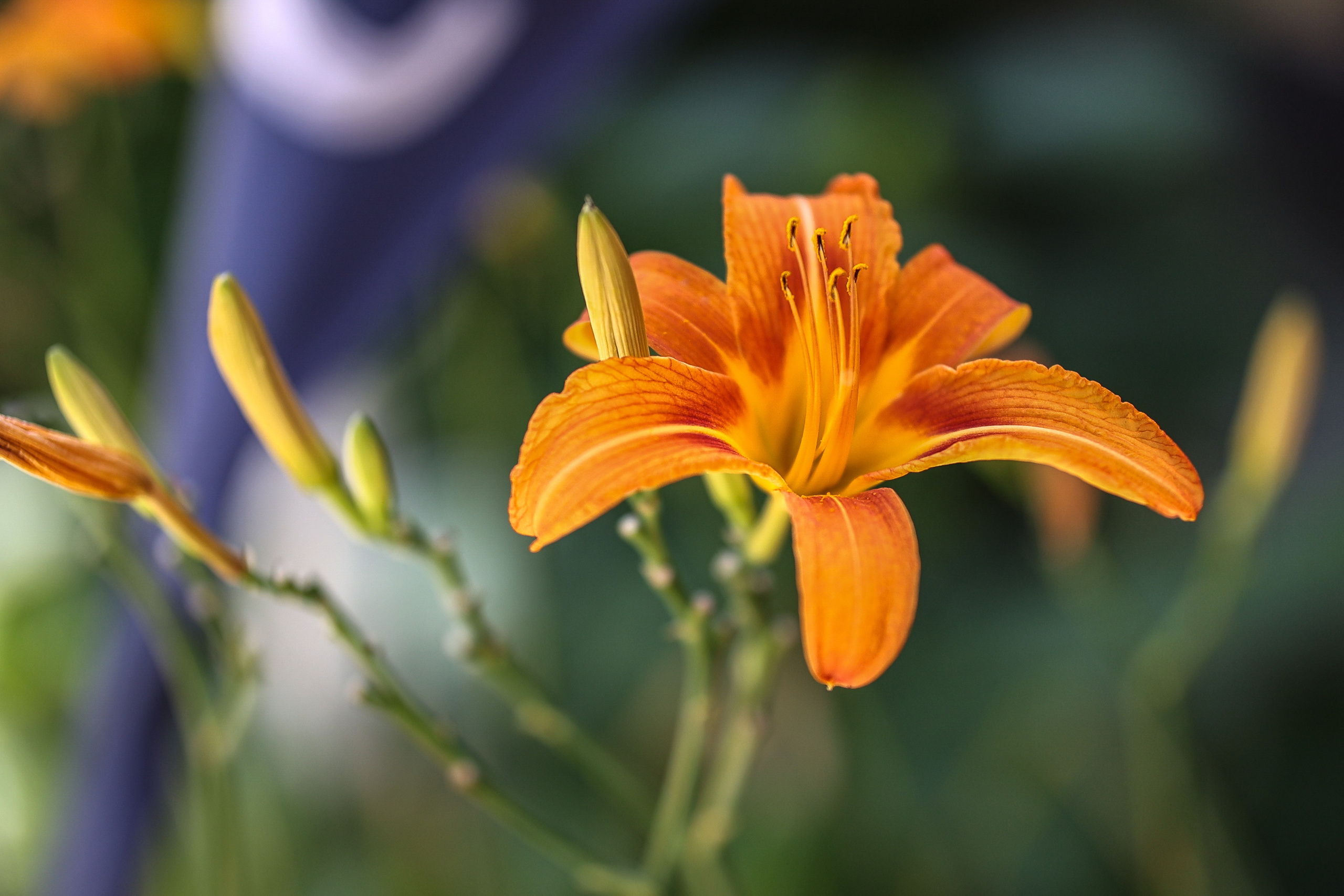 Цветочки-лепесточки. Фотограф Дмитрий Алексеев