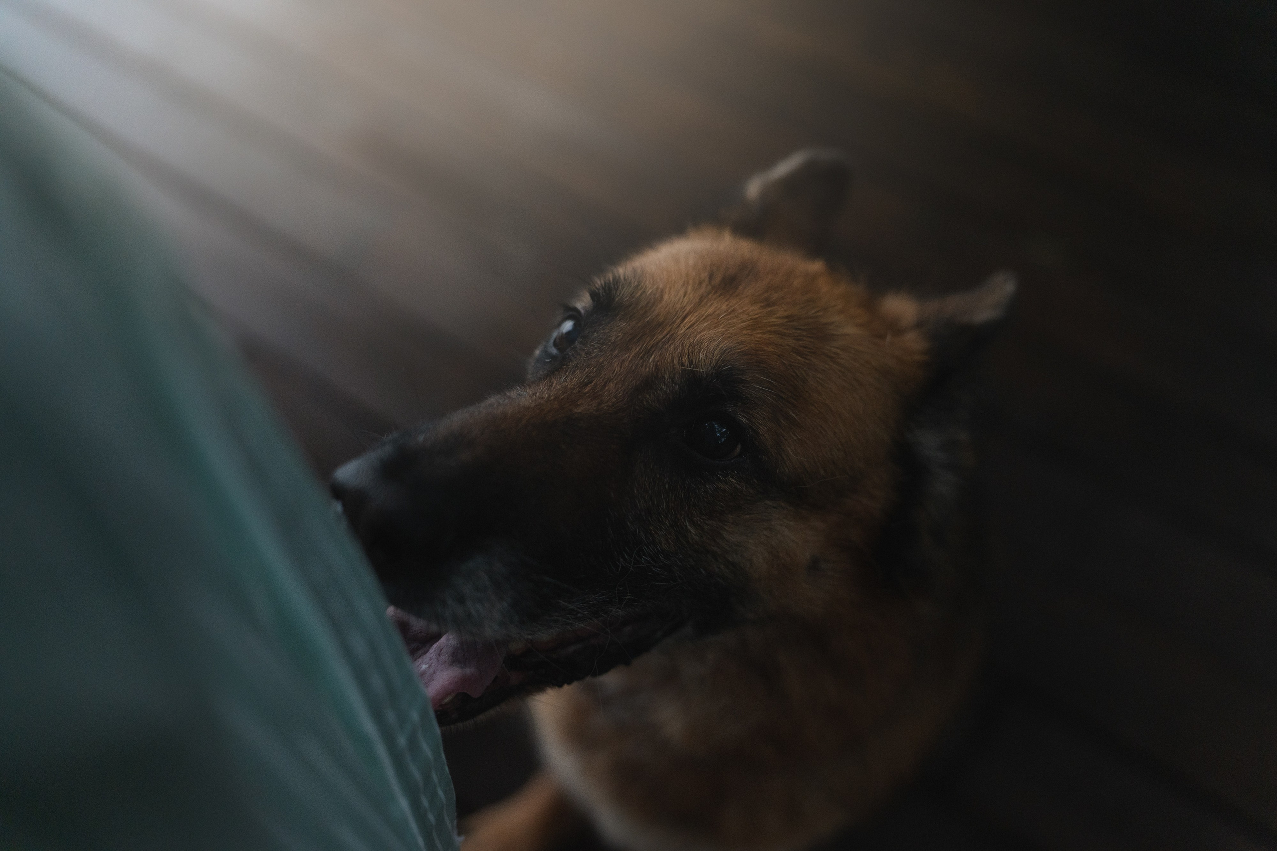 Вика и Фрея. Фотограф анималист в Москве и Санкт-Петербурге Свиридова Анна