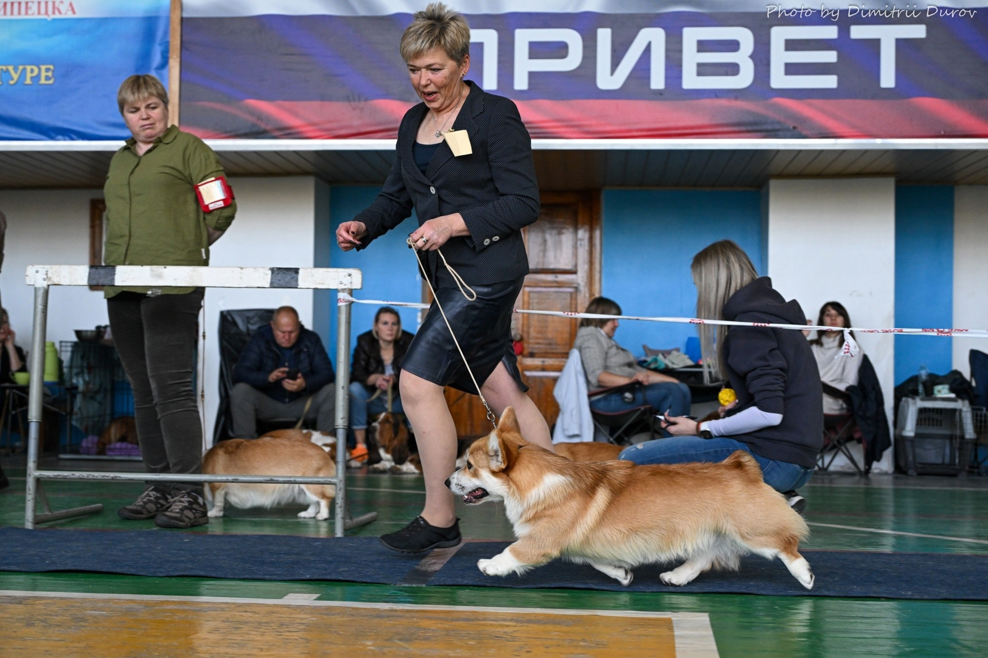 Щенки вельш корги пемброк из питомника. Питомник собак Акита, Хаски, Корги