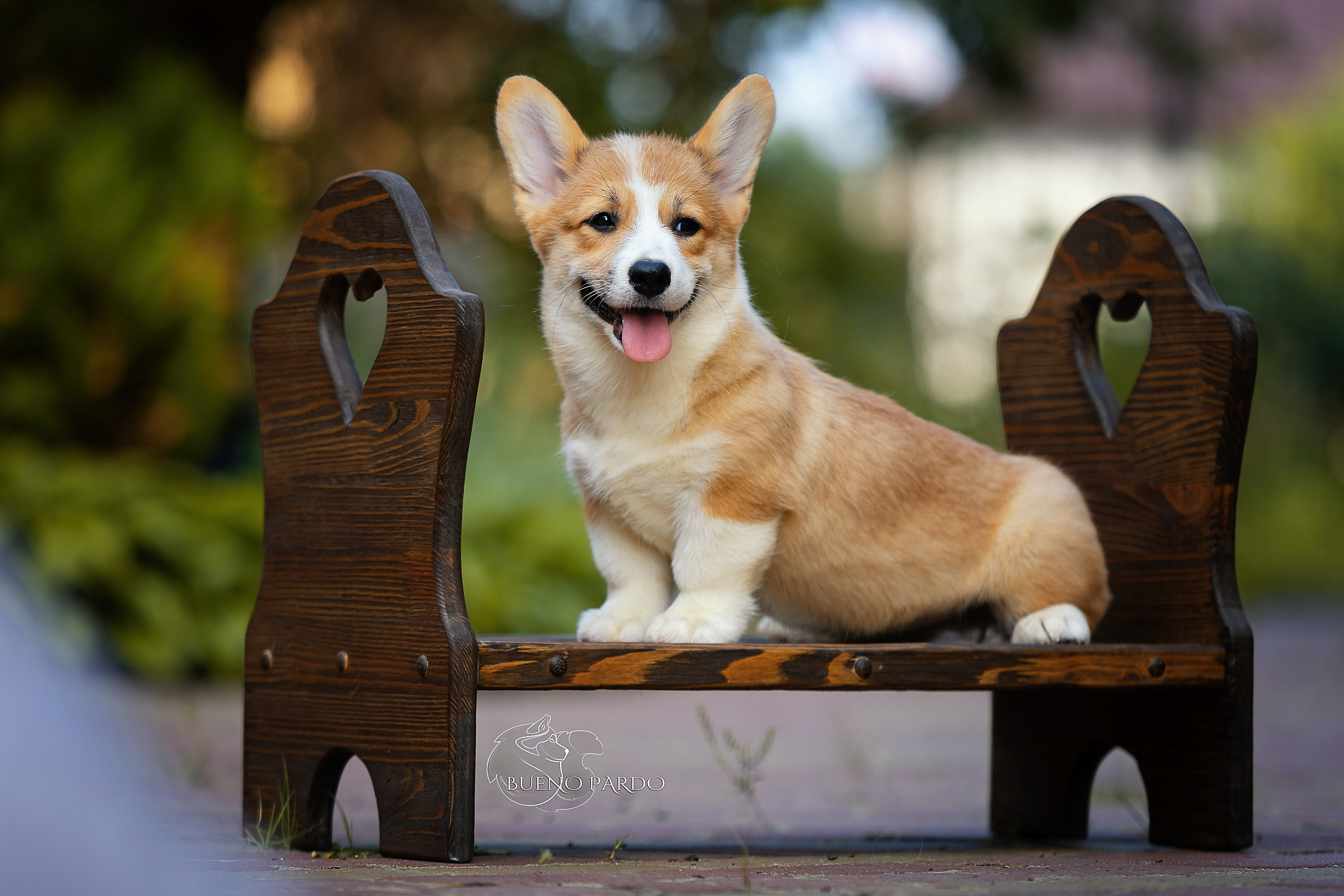 Щенки вельш корги пемброк из питомника. Питомник собак Акита, Хаски, Корги