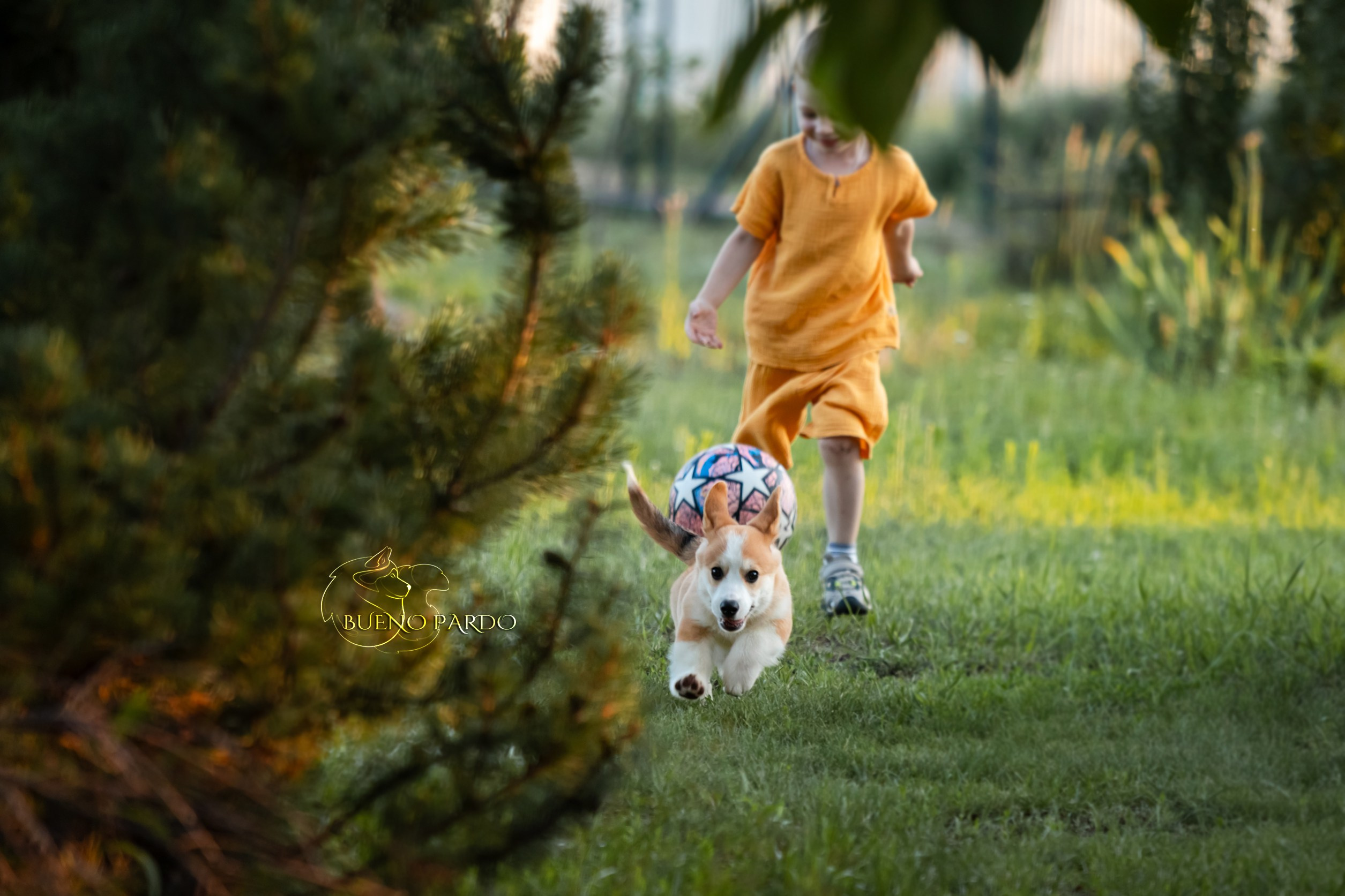 Щенки вельш корги пемброк из питомника. Питомник собак Акита, Хаски, Корги