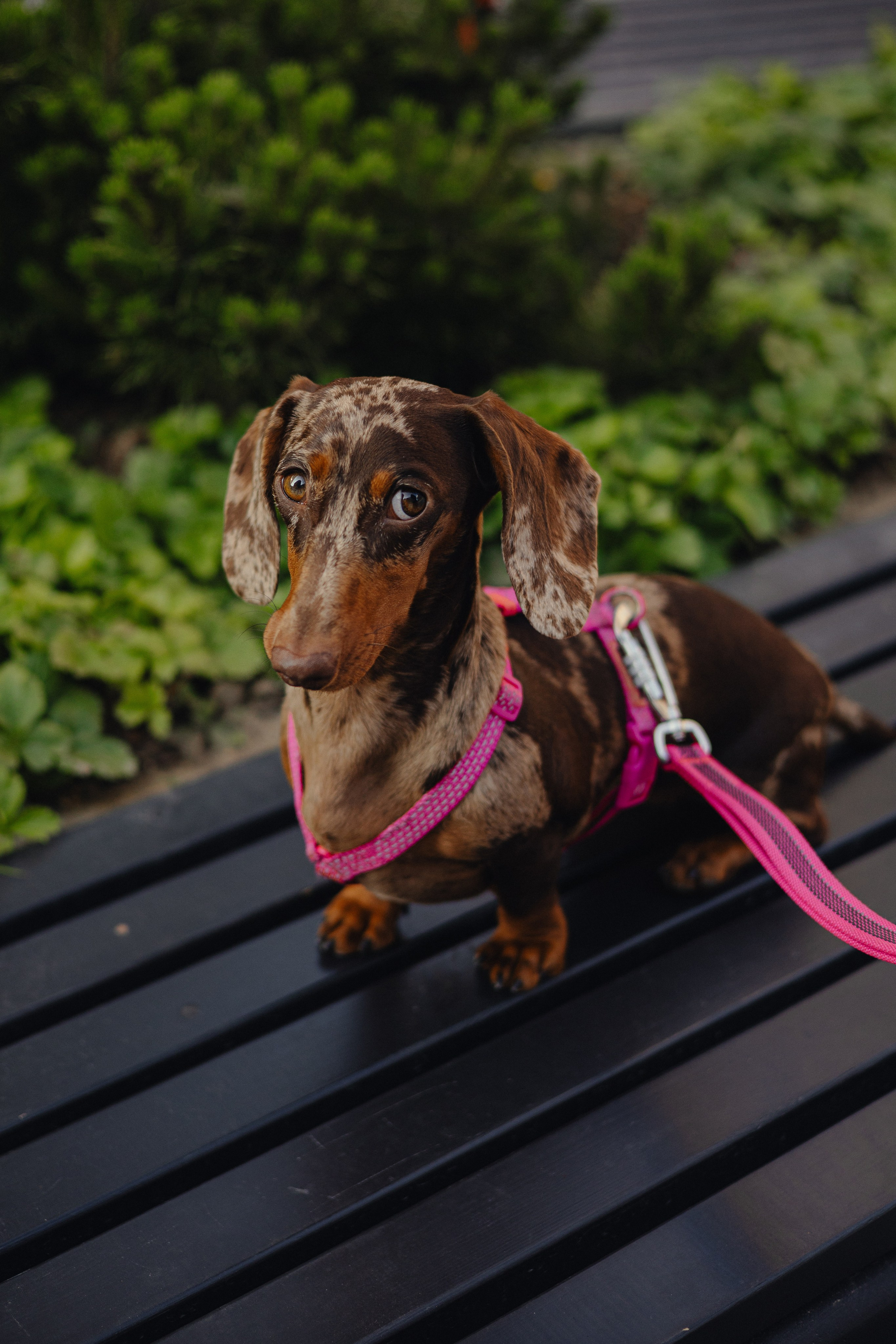 Каринэ и Келли. Фотограф — анималист •love-story•|Санкт-Петербург