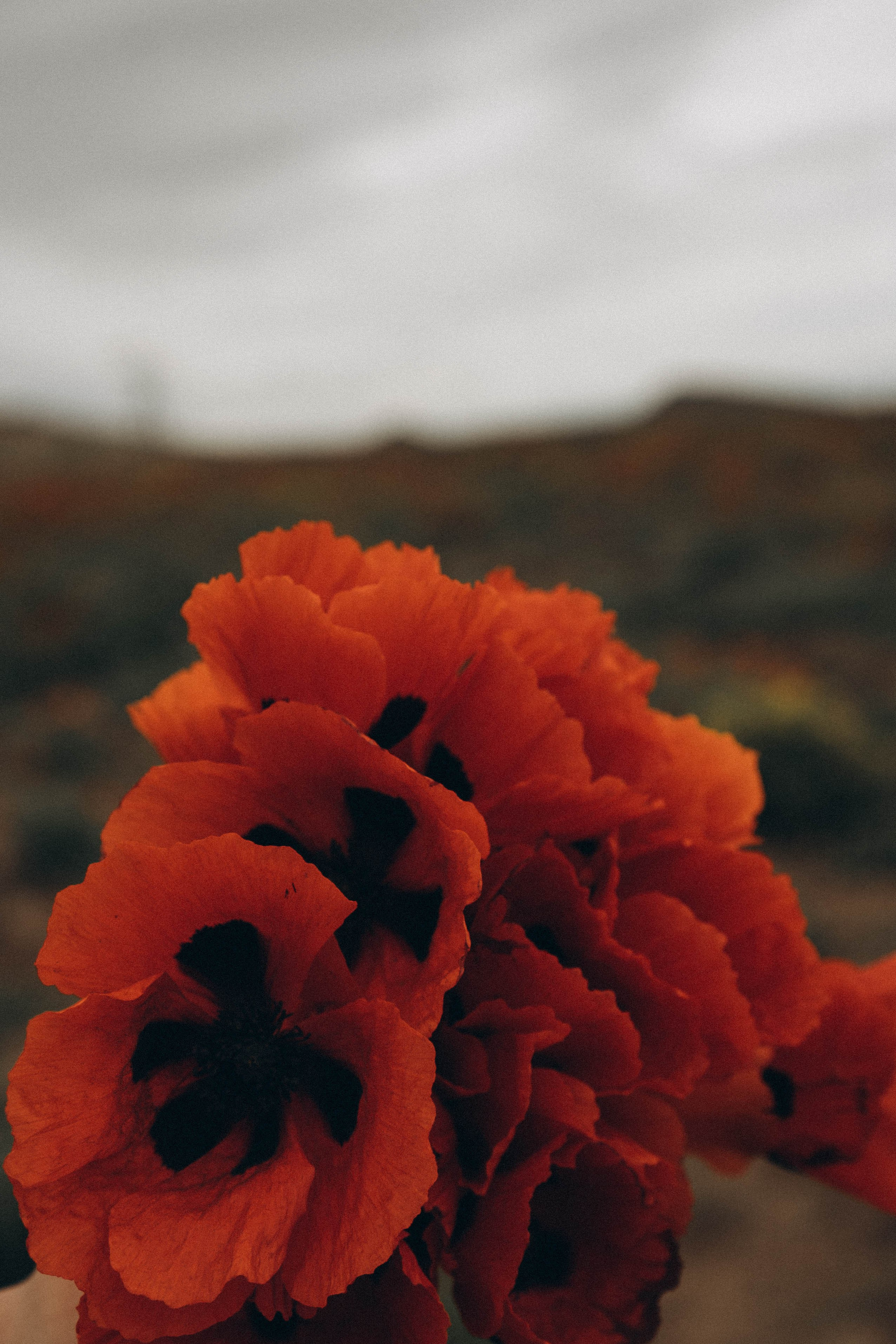 Кавказ. Профессиональный фотограф, Санкт-Петербург — Виктория Богомолова