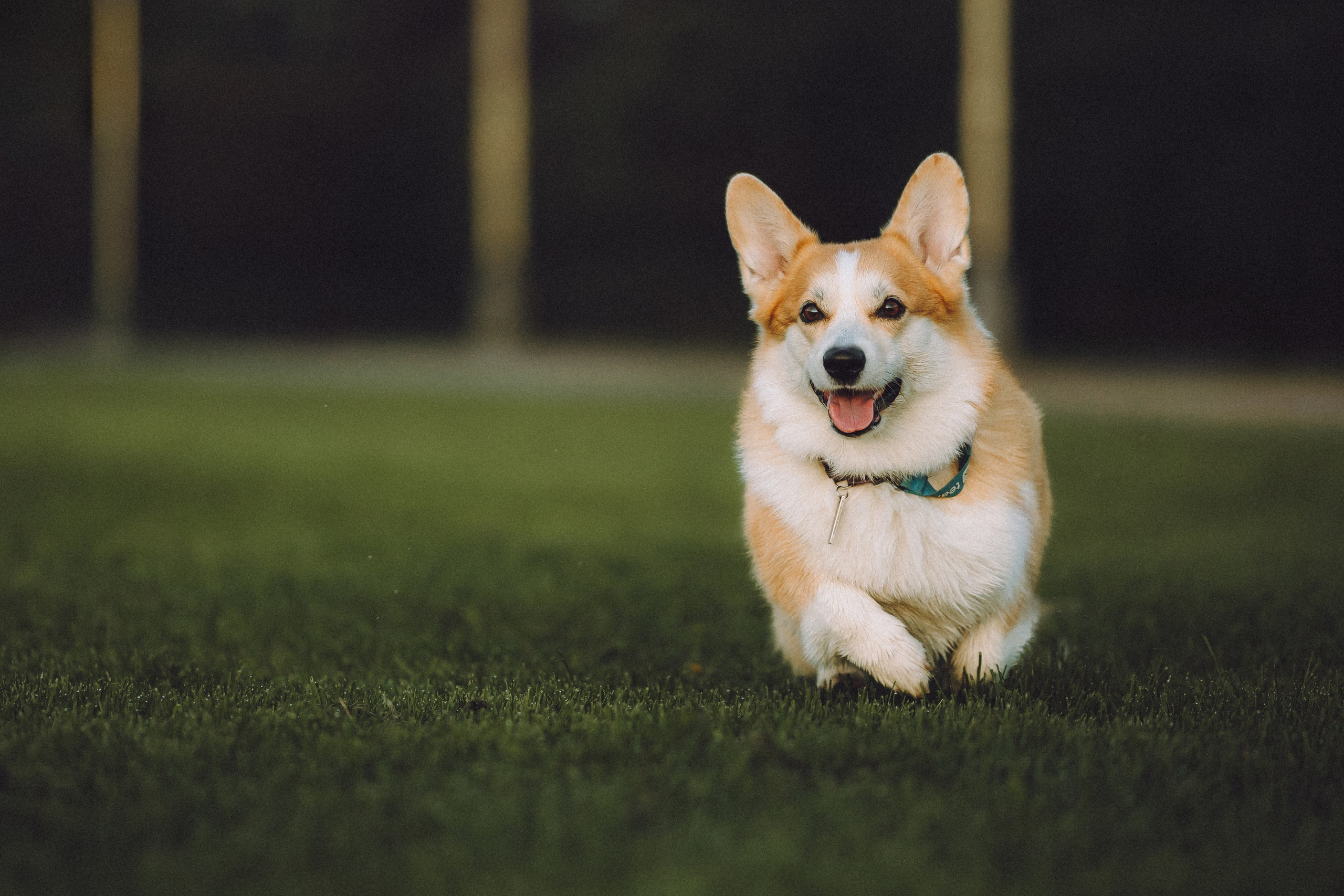 Пуговка и ее семья