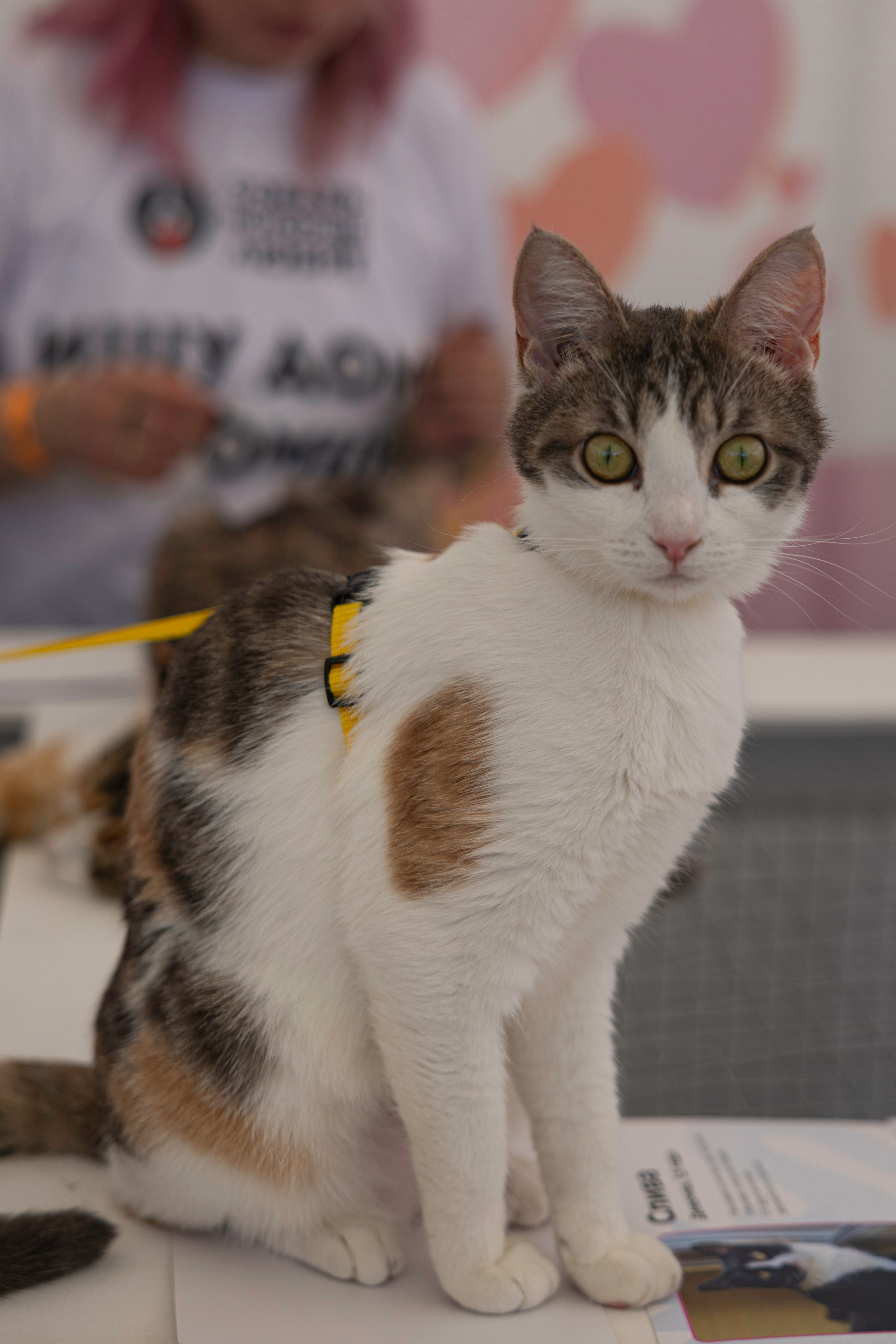 «ЛапкиФест». Фотограф, получающий удовольствие от своей работы