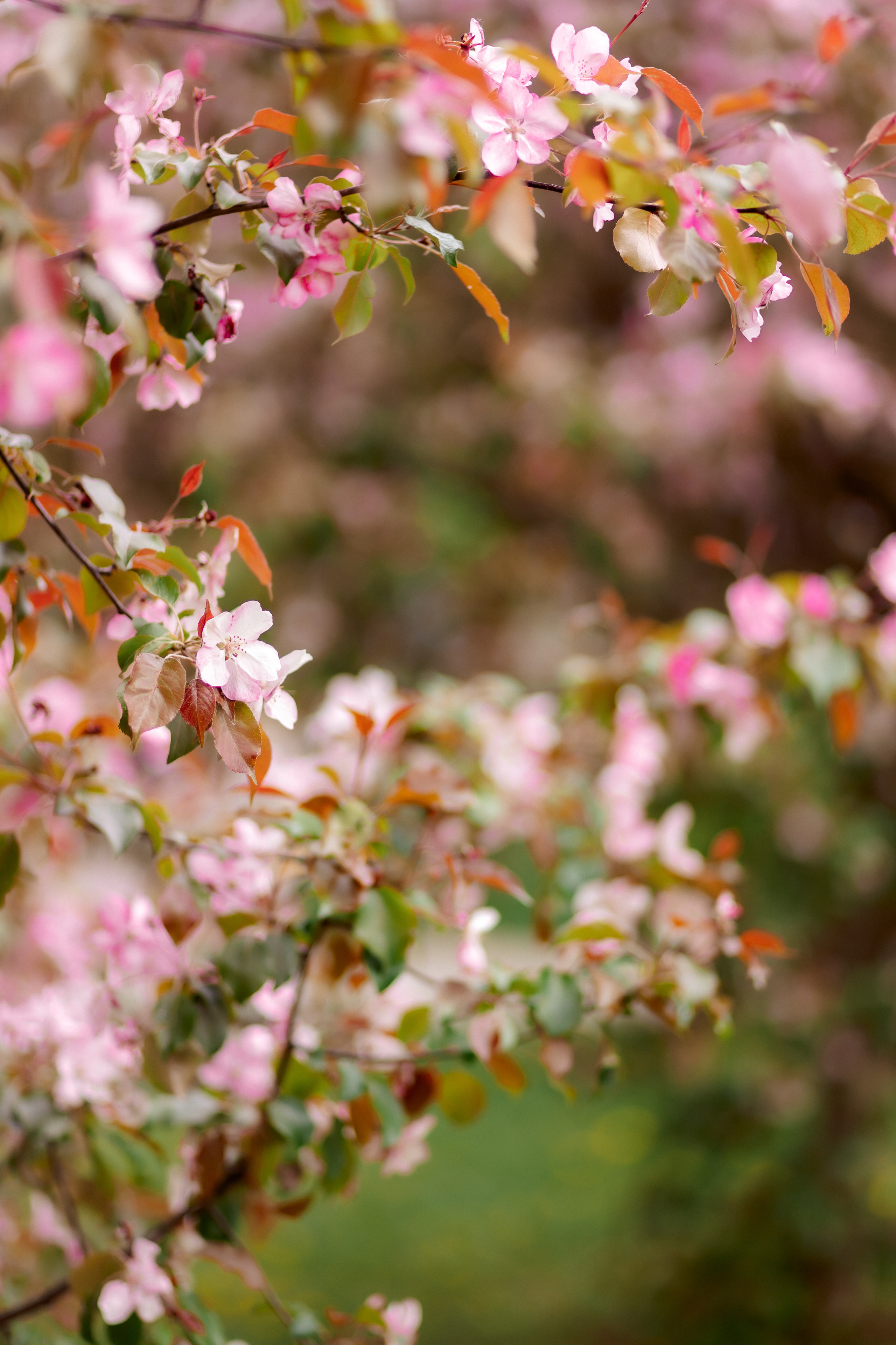 Фотосессия в цветении. Зотова Алена — семейный и женский фотограф в Зеленограде