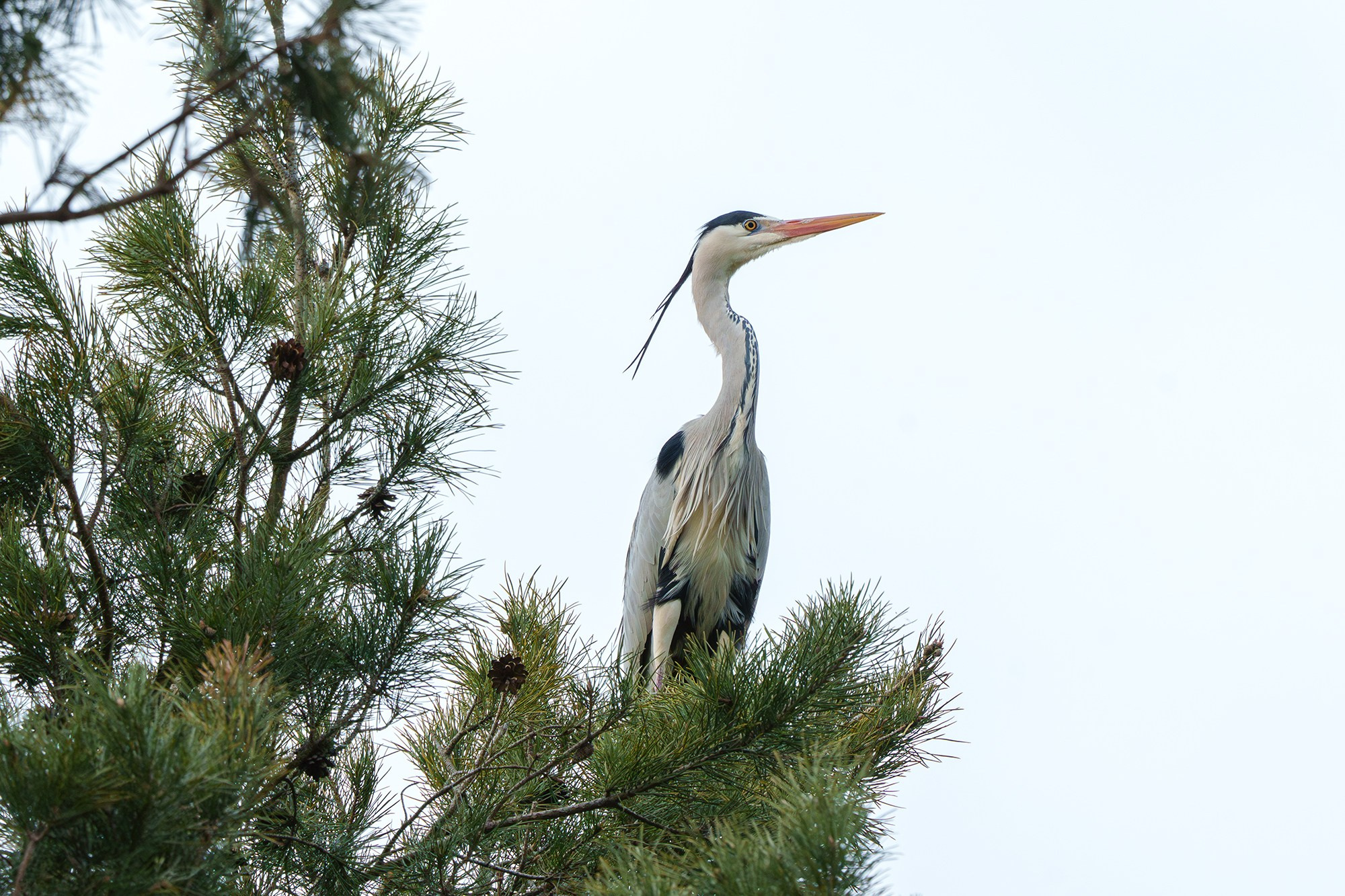 Удивительные мир птиц. Вокруг нас столько прекрасного — присмотритесь!. Ваш личный фотограф Марина Волкова