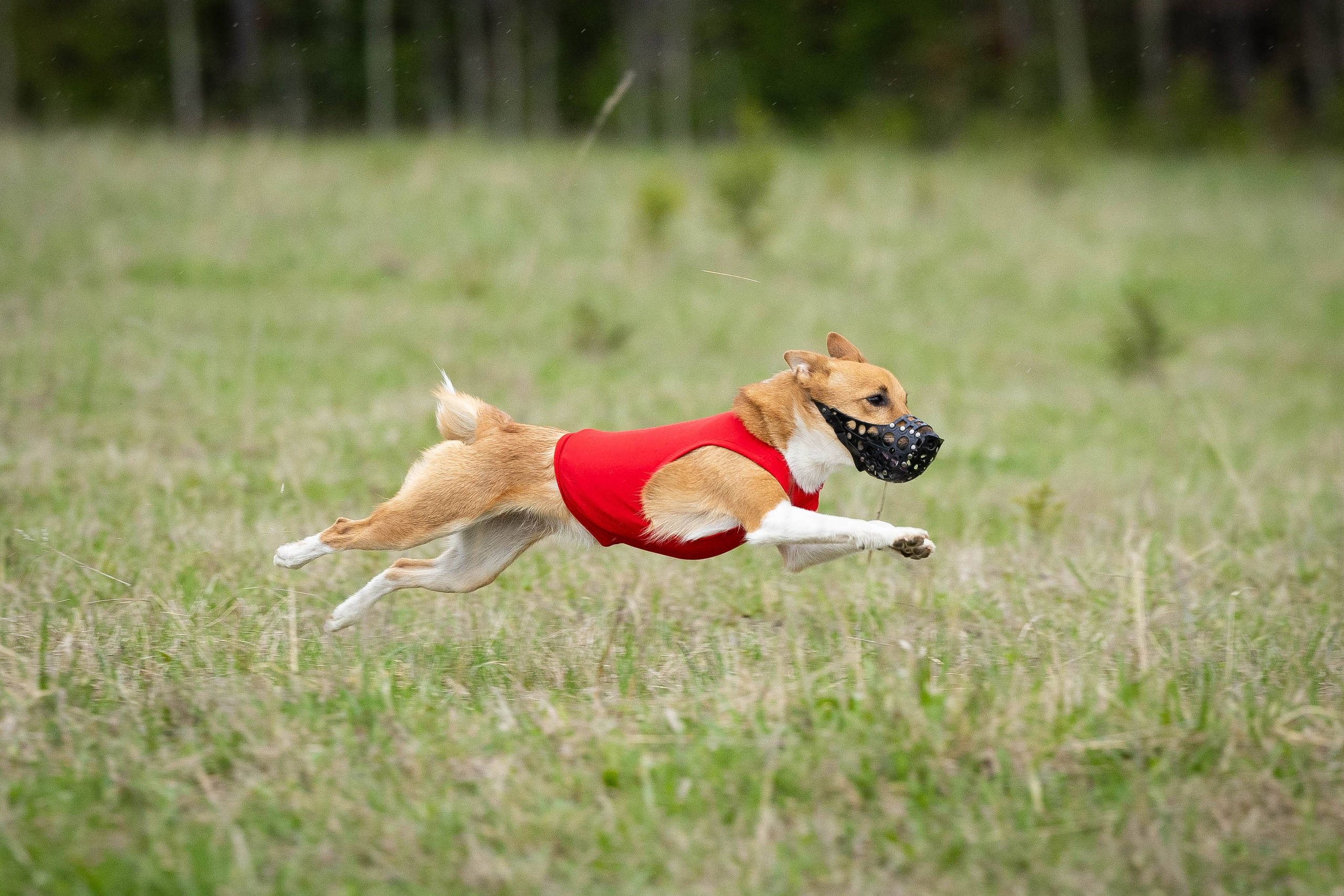 Курсинг. Фотограф Анималист в Перми Анастасия Остерман