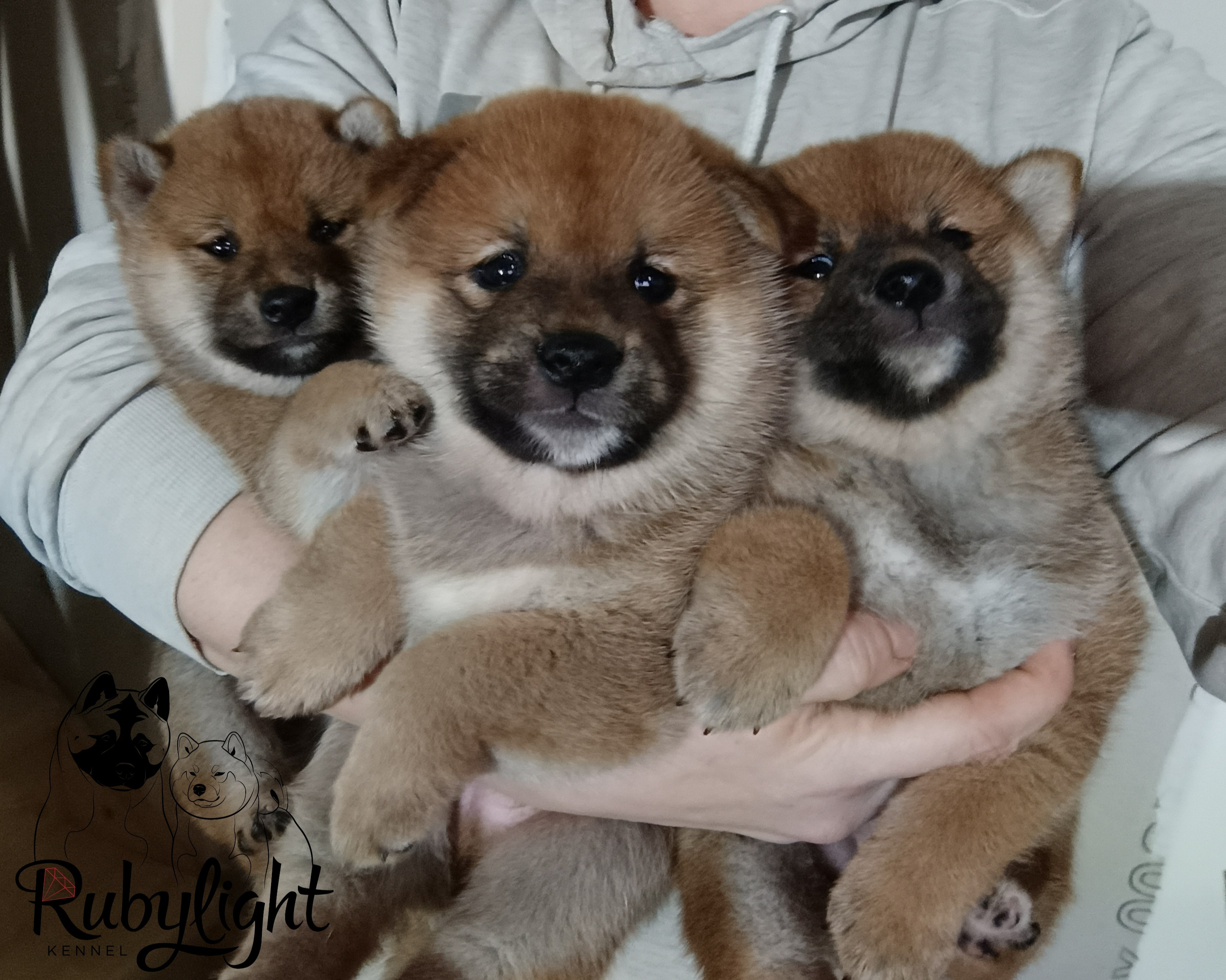 Сиба Помёт Е питомник Рубилайт