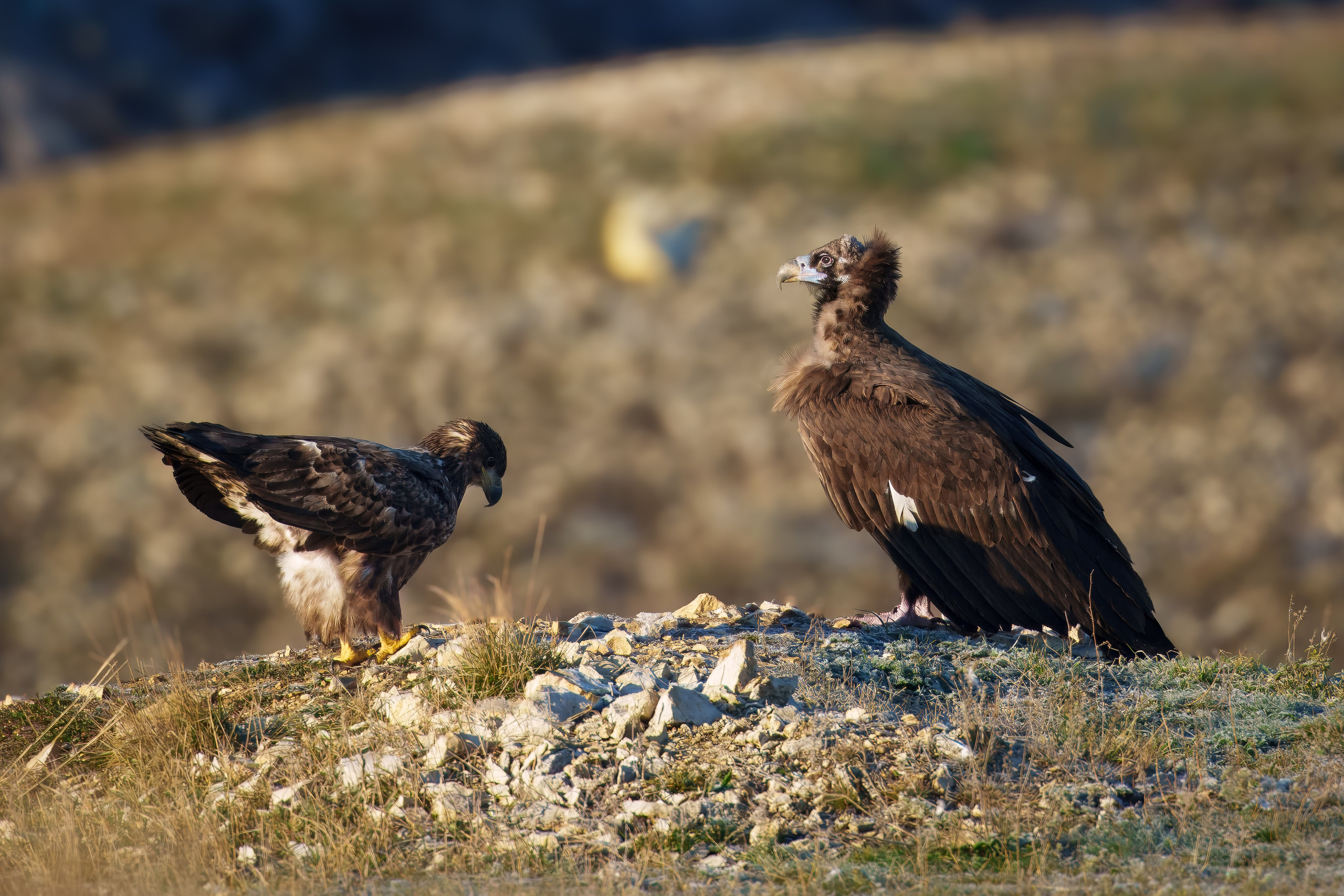 Белохвостый орлан и черный гриф