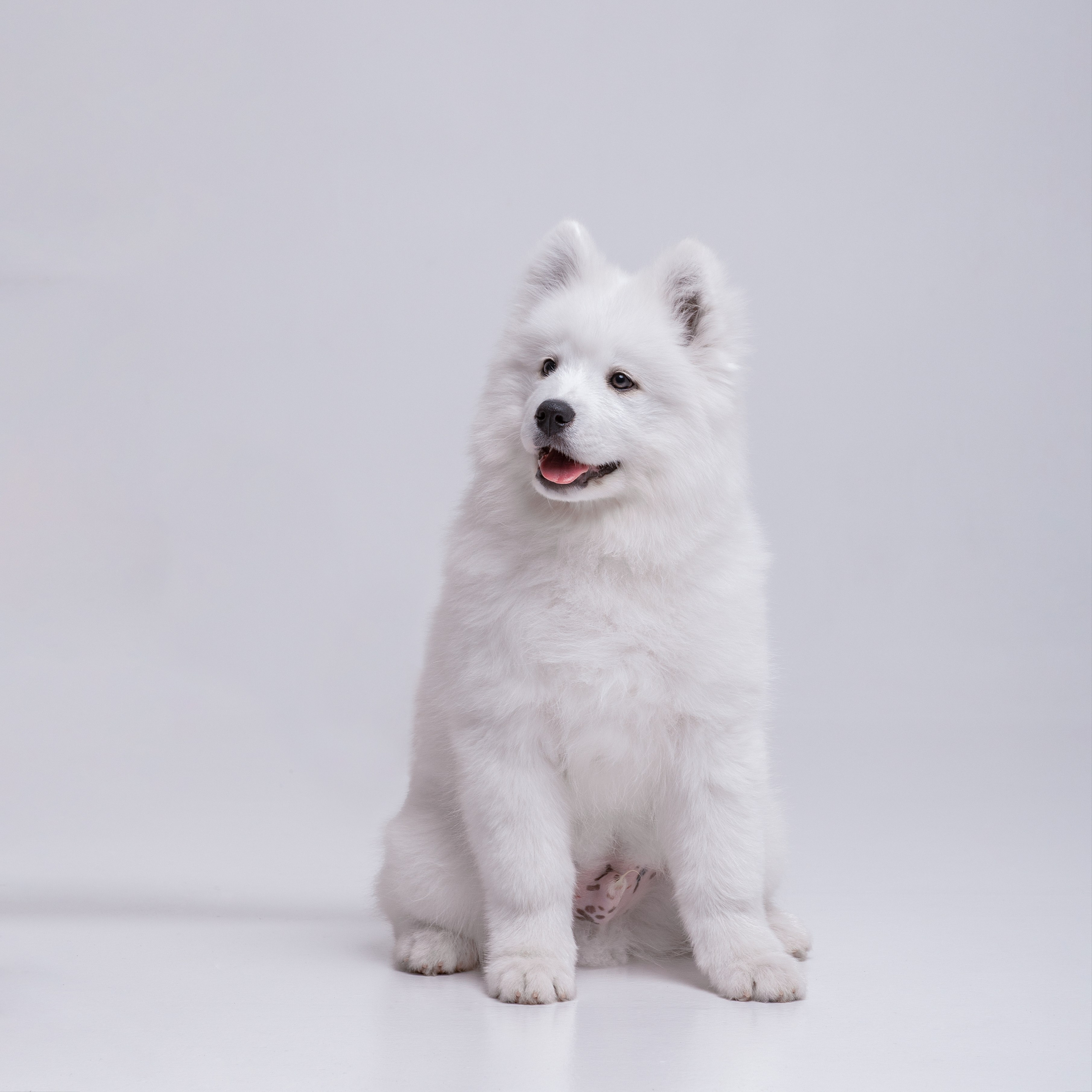 Фотосессия щенков. Фотограф для Вашей собаки