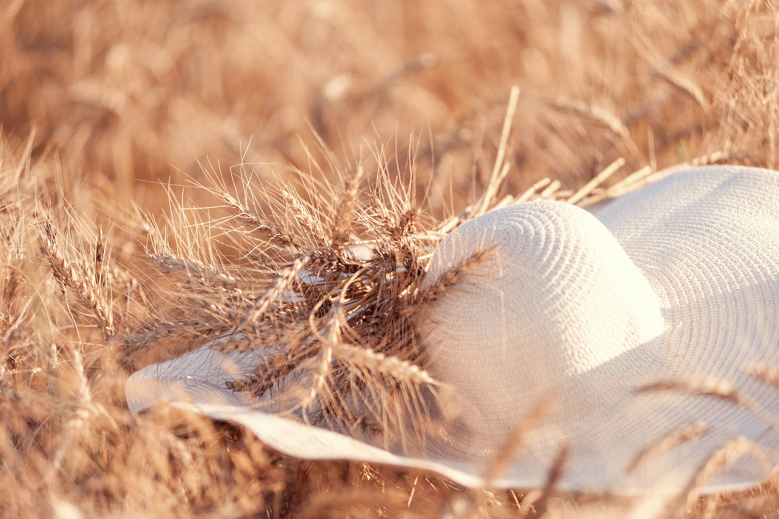 Фотосессия в пшеничном поле в Подмосковье. Семьи, дети, сады, школы. Фотограф Первенцева Елена. Москва