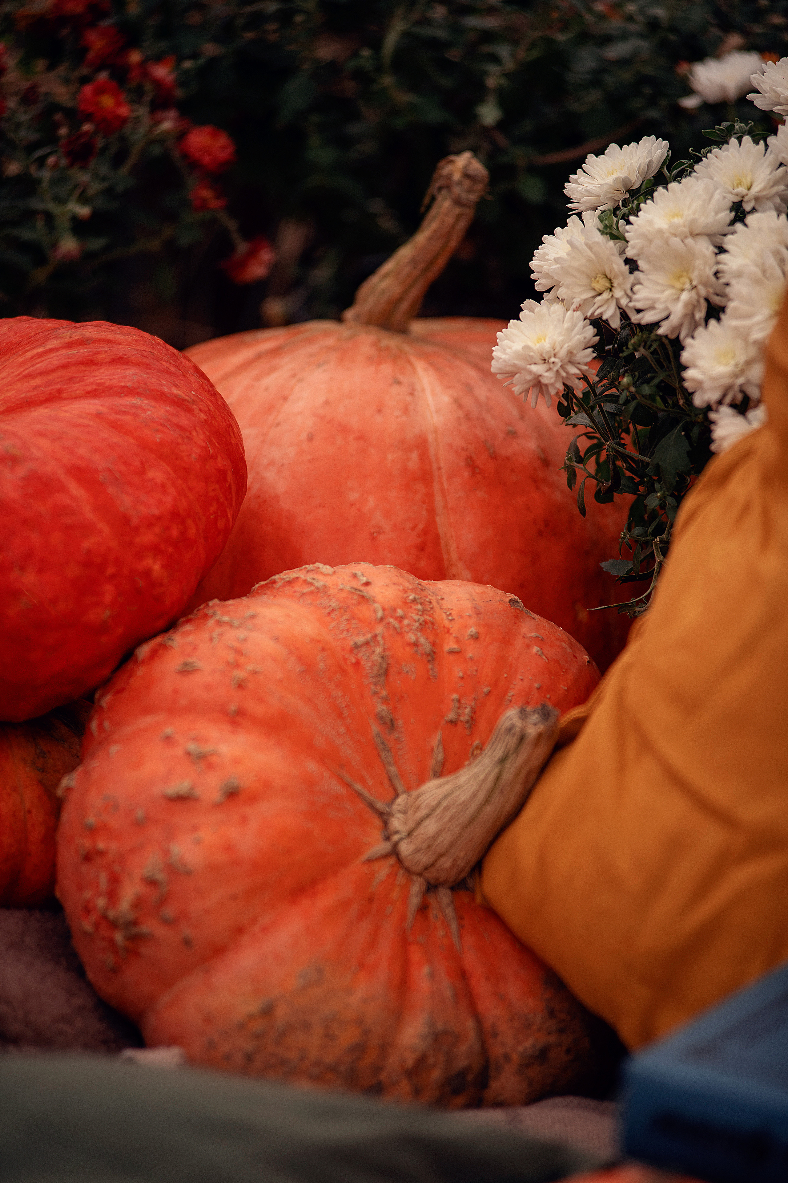 Осенний фотопроект с тыквами. Семьи, дети, сады, школы. Фотограф Первенцева Елена. Москва