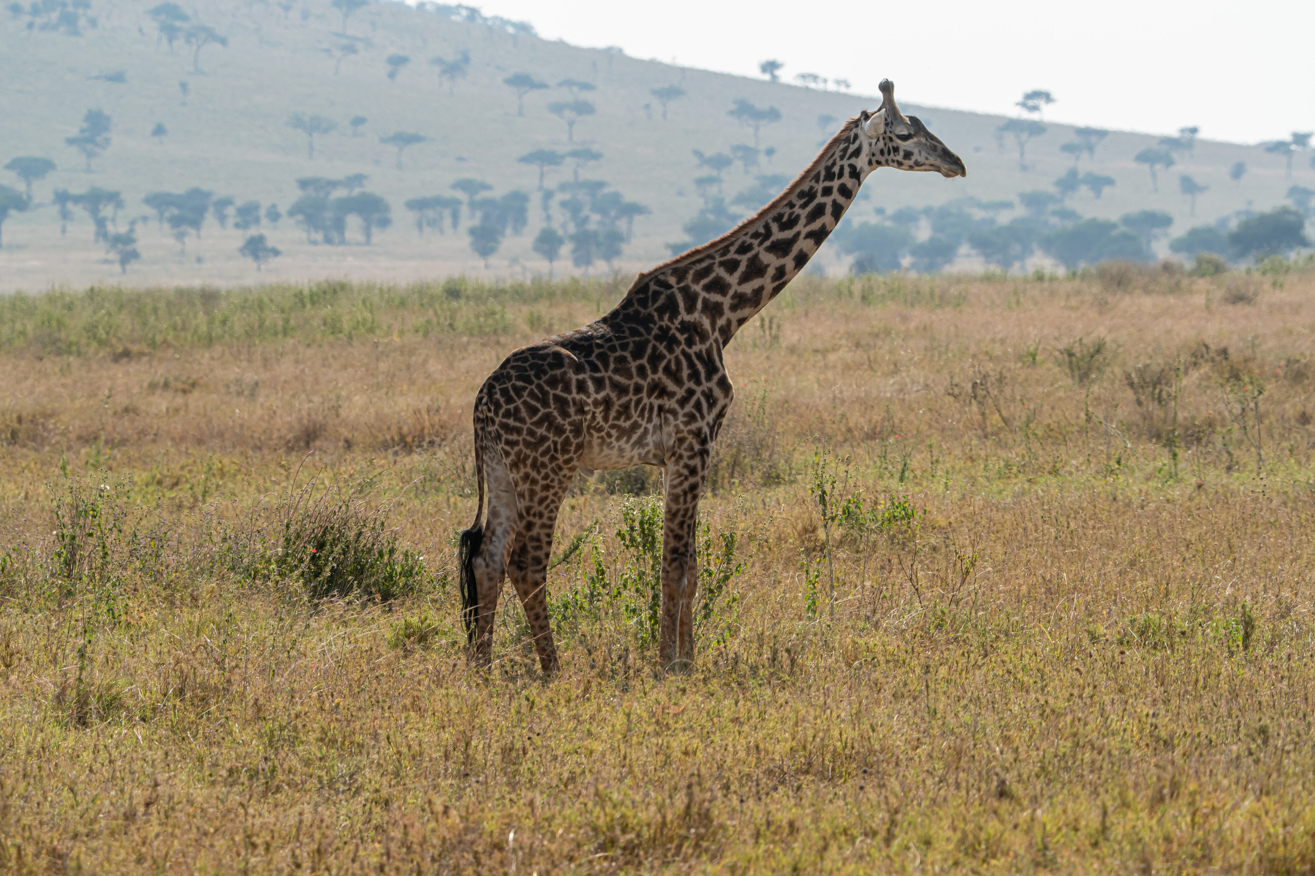 Танзания, сафари, 2025. Творческие сьемки