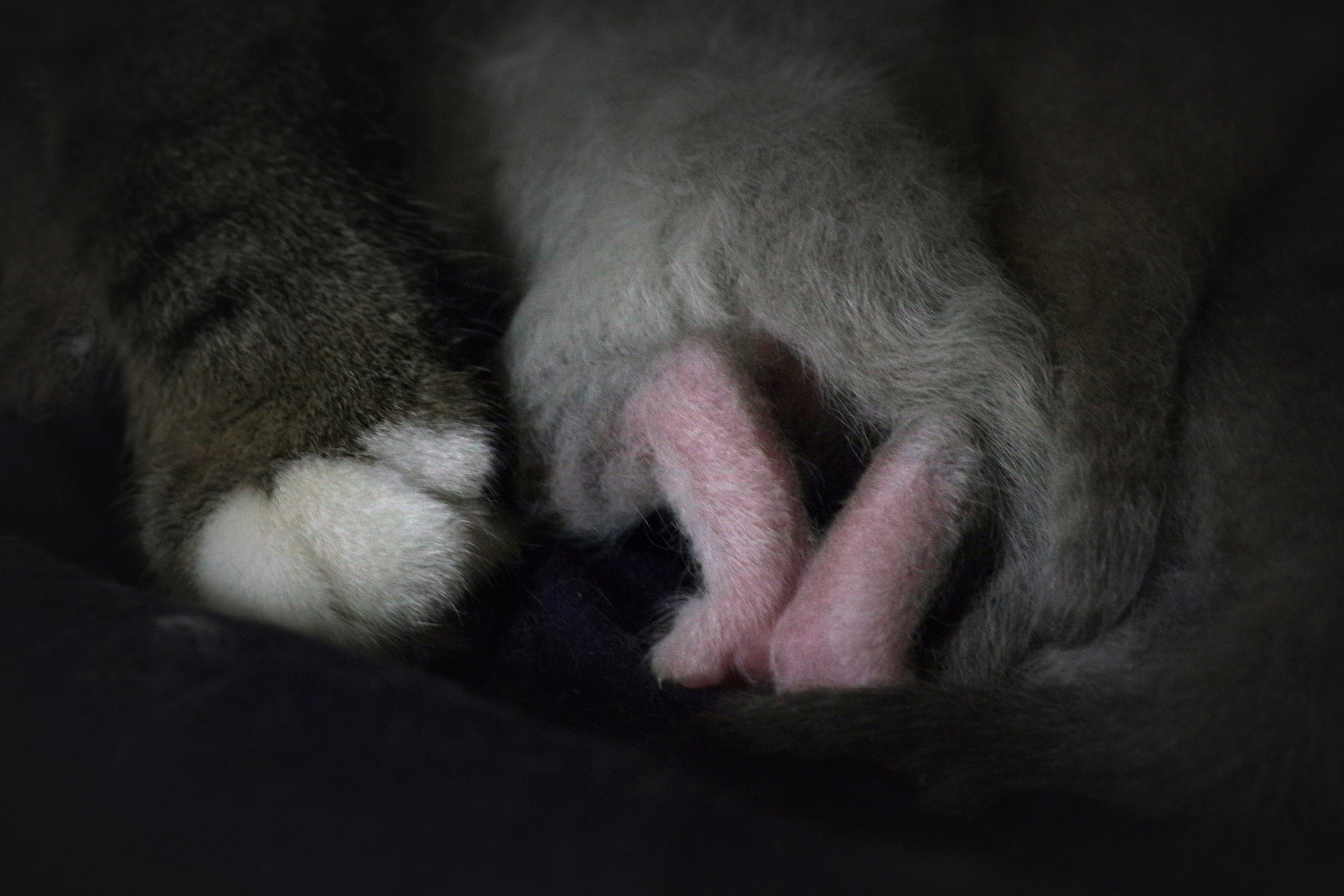 Котятам 6 дней. Вадим Шейдин