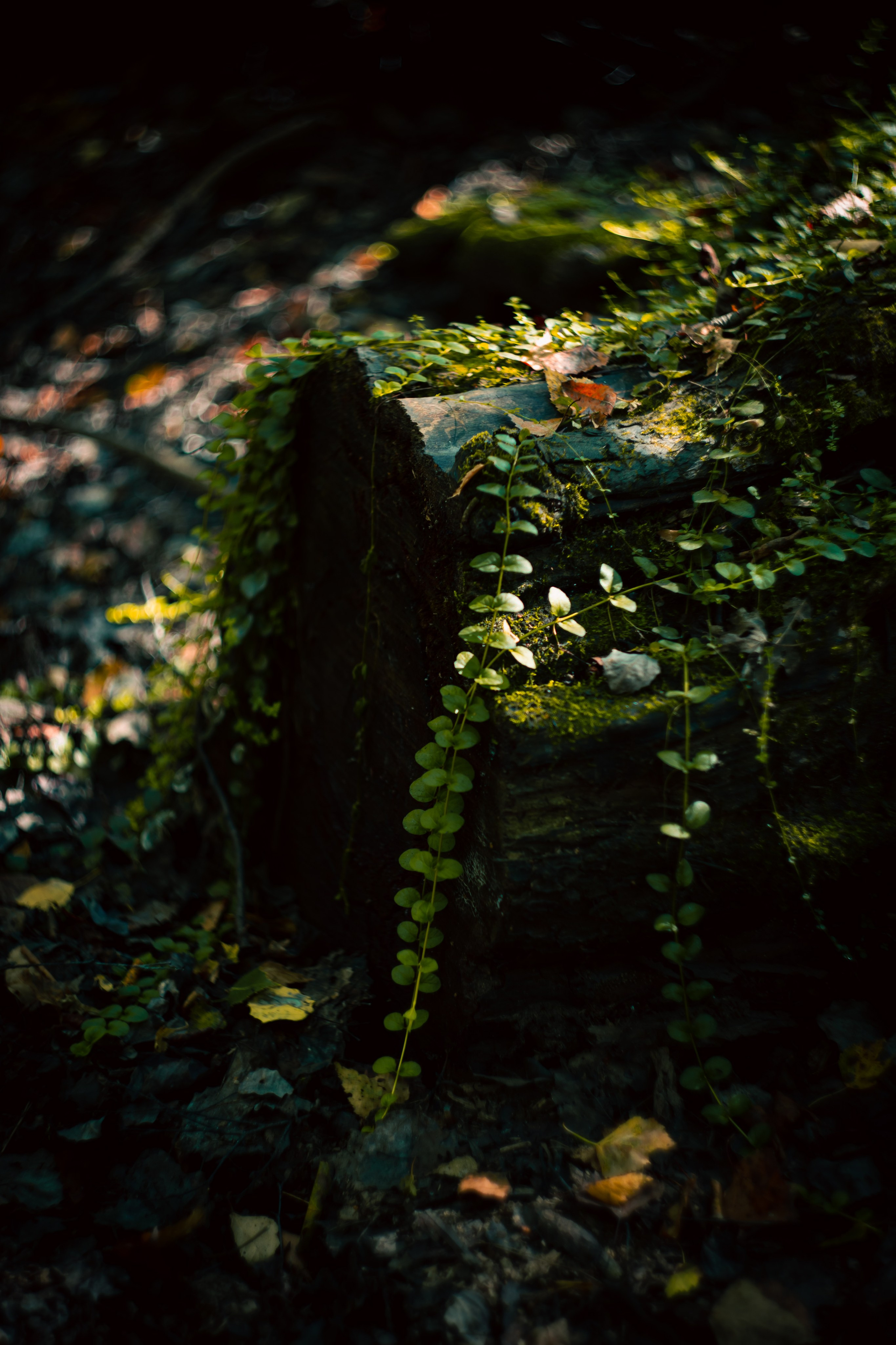 Сентябрь 2024. Efremovaphoto.ru