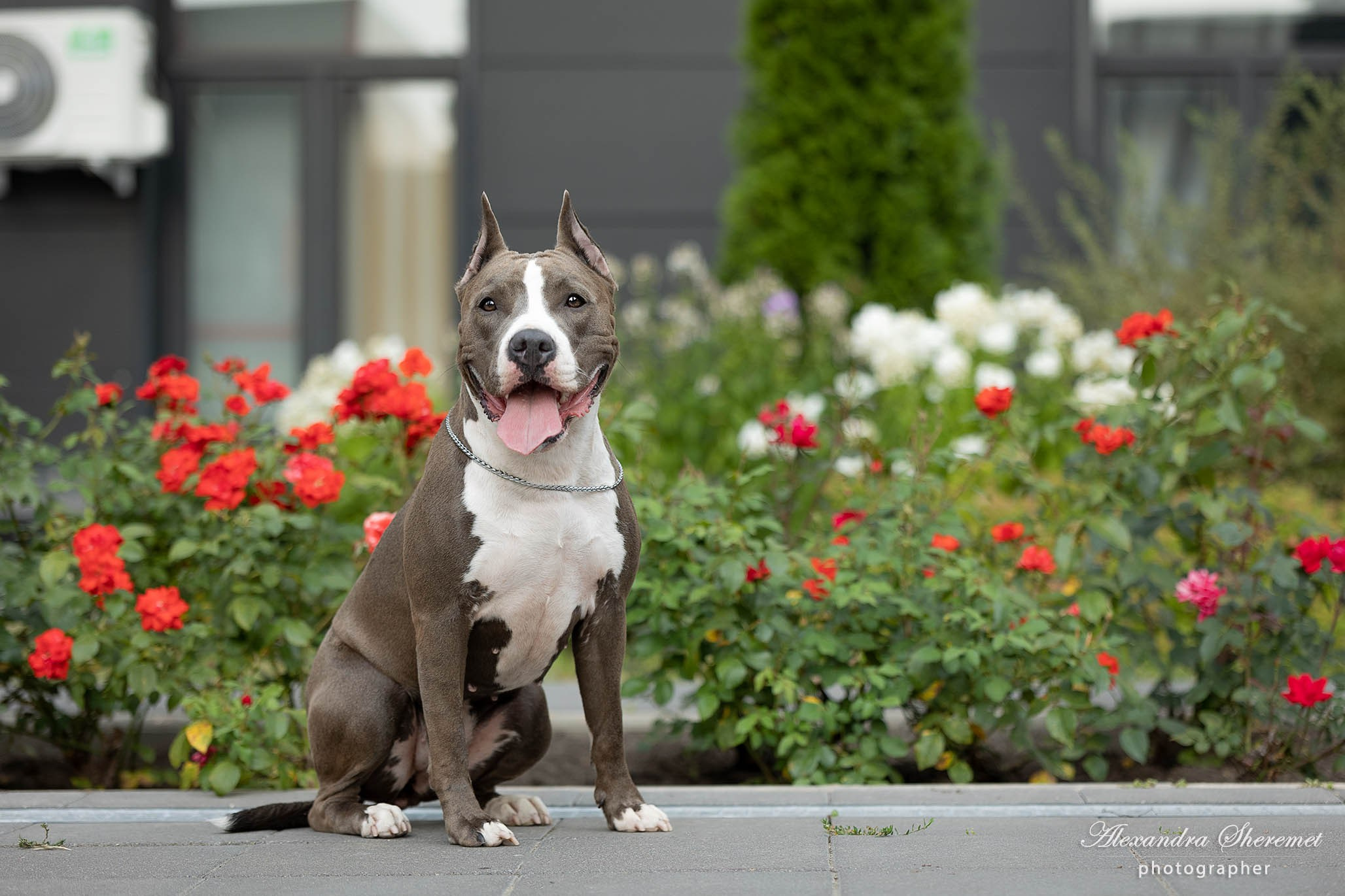 Шерри. Фотограф-анималист Александра Шеремет