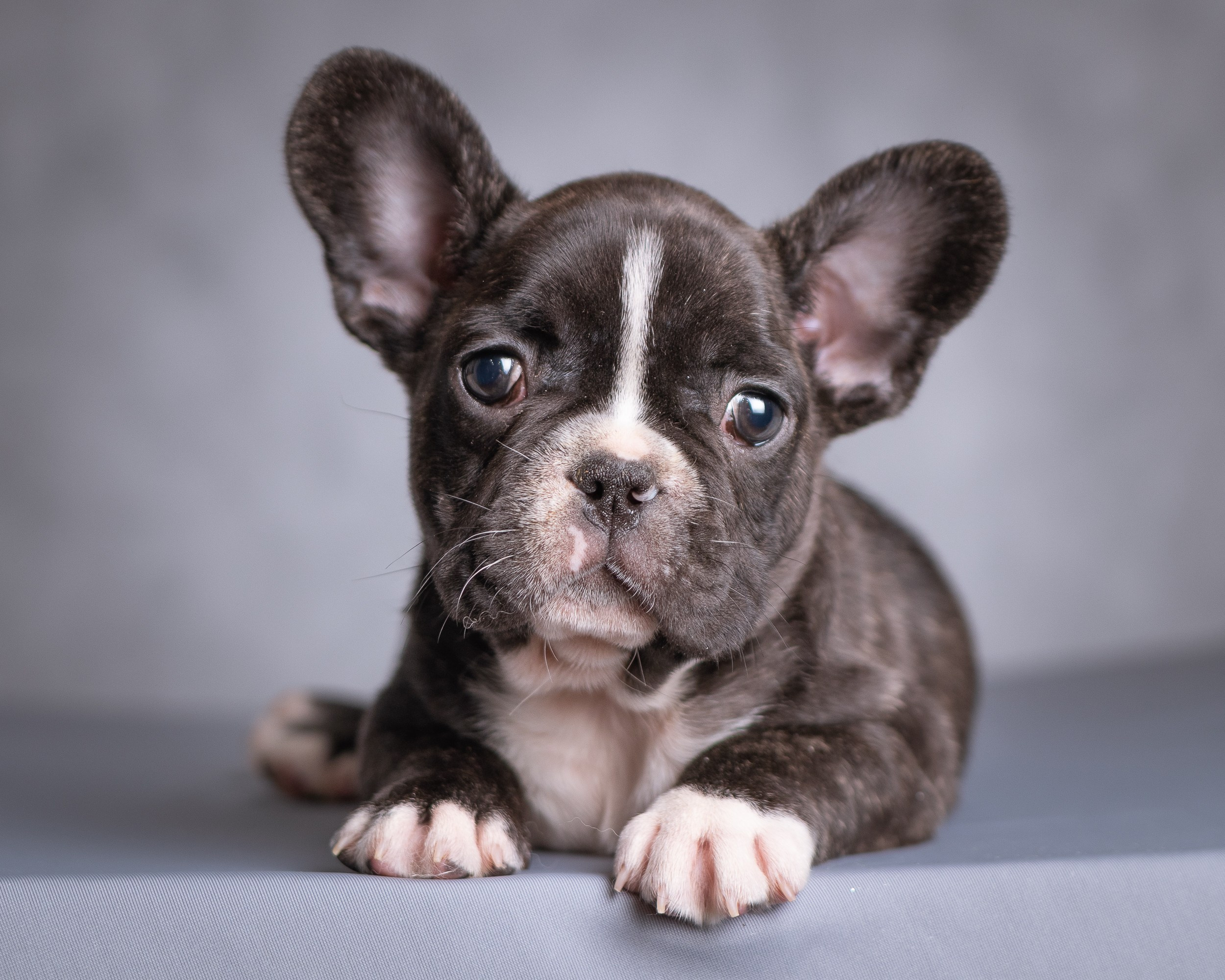 Животные. Семейный и детский фотограф в Москве Ольга Мэй