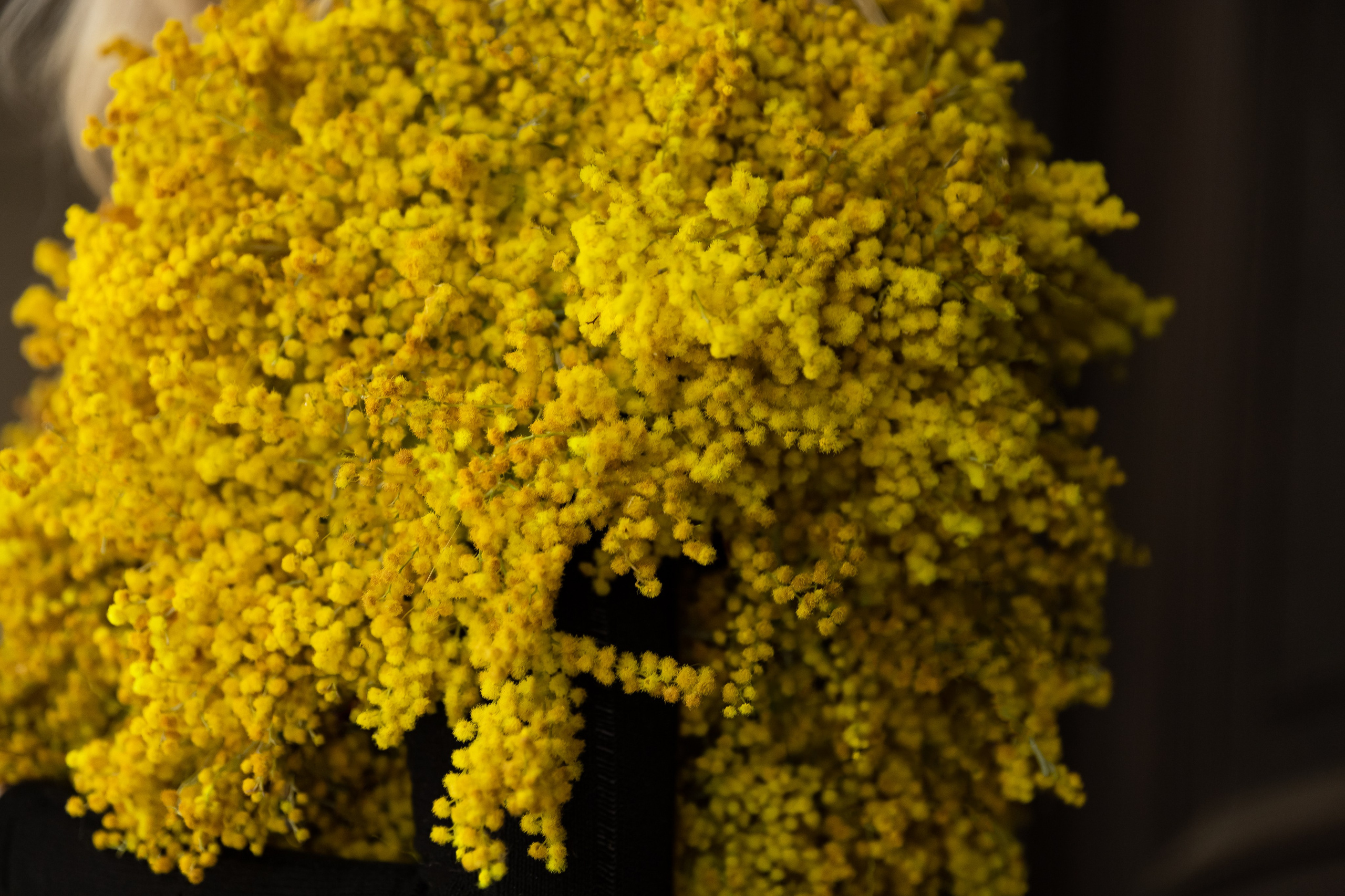 Mimosa outfit. Профессиональный фотограф Инесса Новикова в Москве