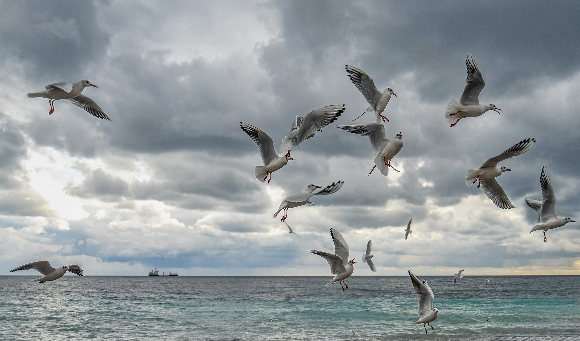 Птицы (коллекция). Фотограф Владимир Остапенко