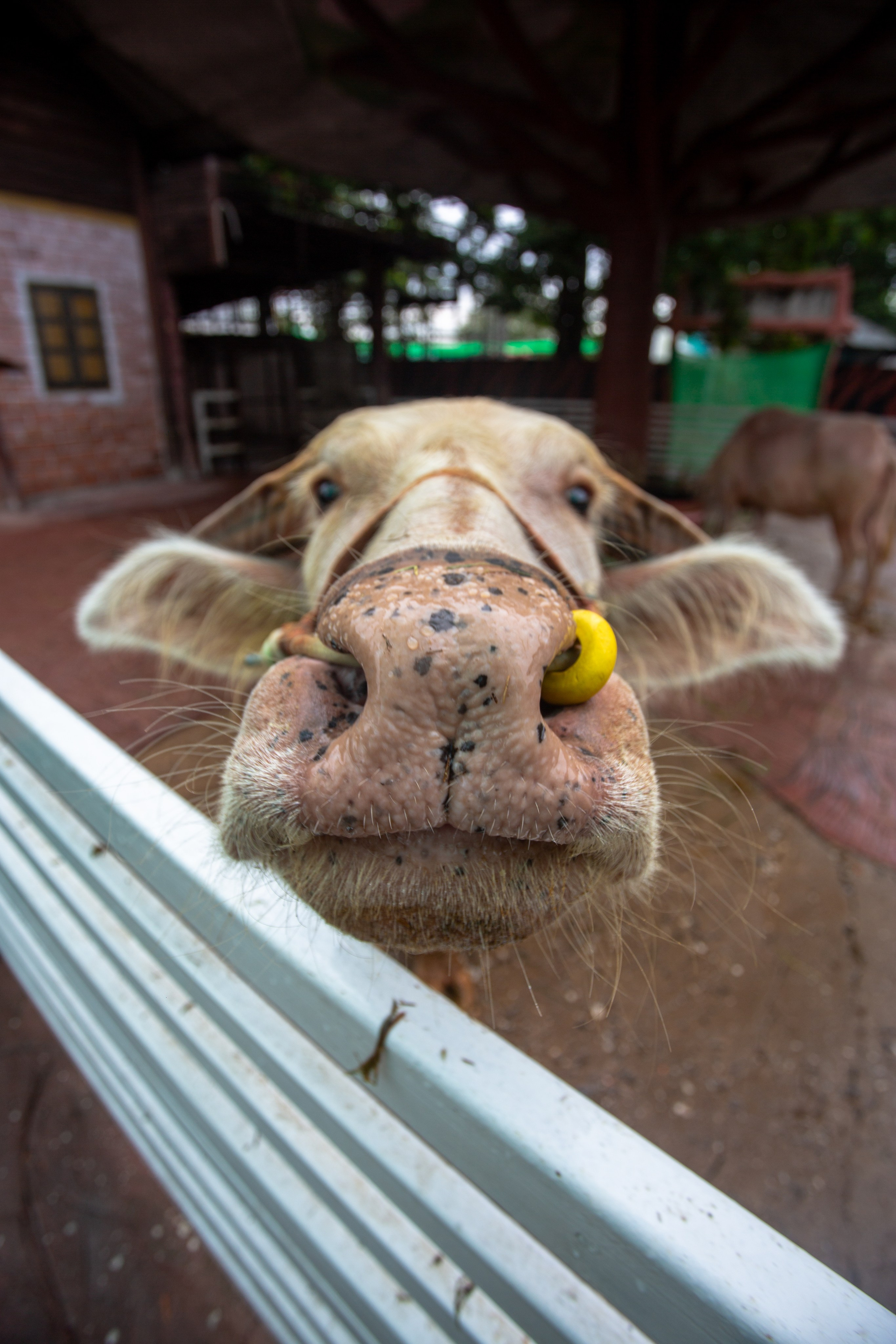 Samut Prakan Crocodile Farm & Zoo. Photographer Sonkina Tatiana (Tanya Ash)