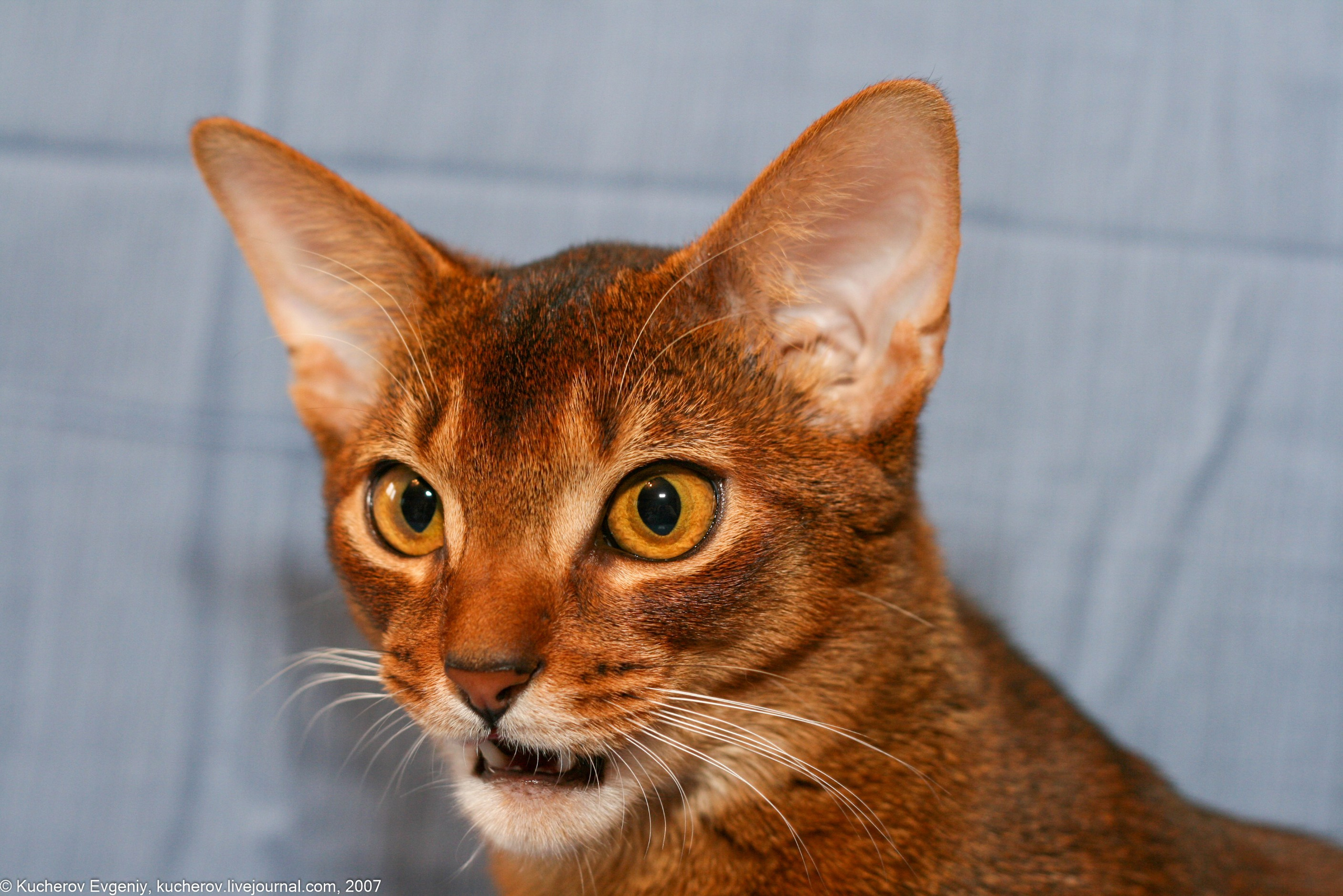 Животные. Кучеров Евгений. Фотограф
