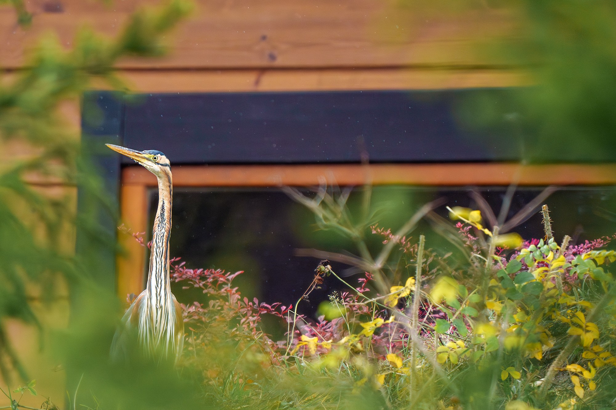 Удивительные мир птиц. Вокруг нас столько прекрасного — присмотритесь!. Ваш личный фотограф Марина Волкова