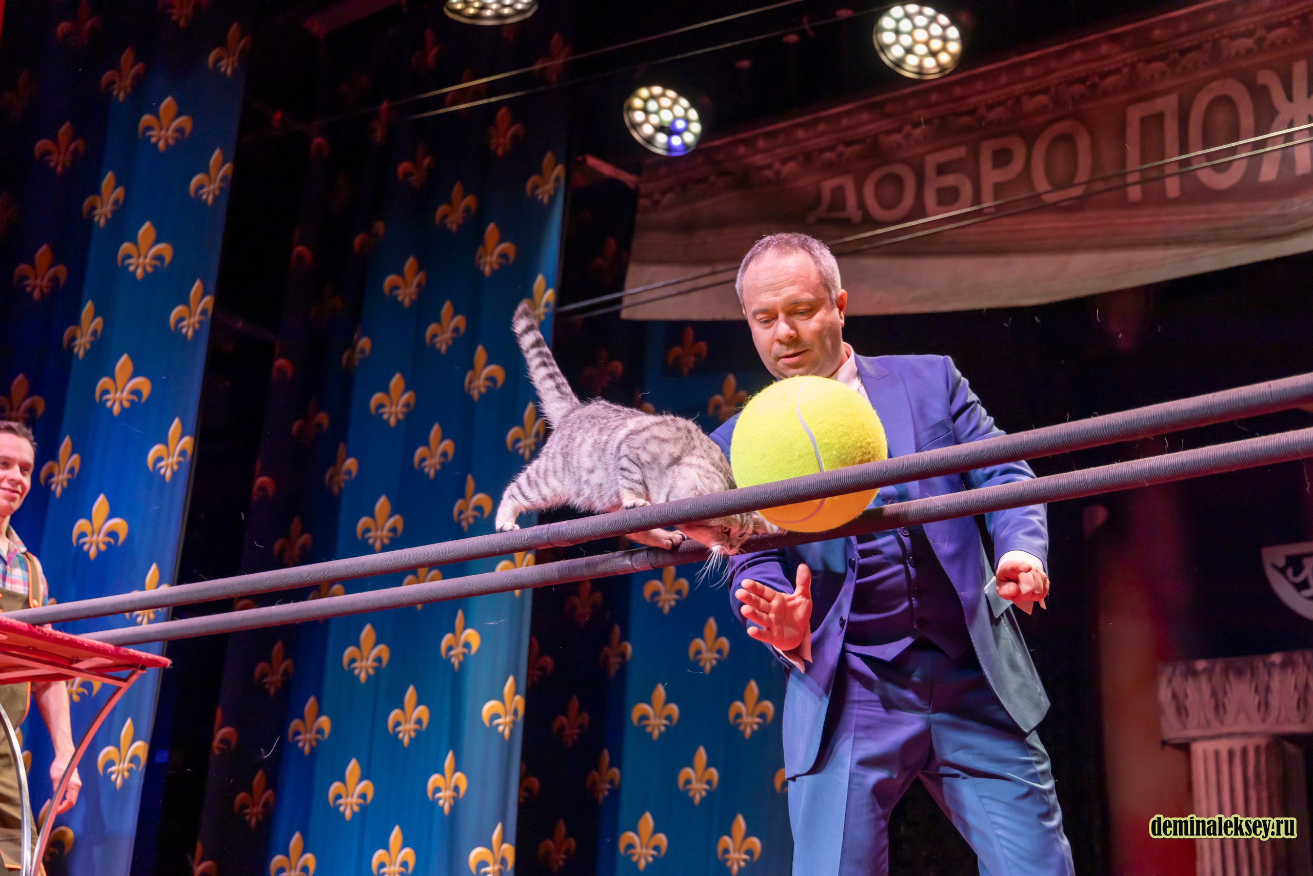 Театр кошек Куклачева 26 февраля 2025. Репортажный, семейный и студийный фотограф в Москве Демин Алексей
