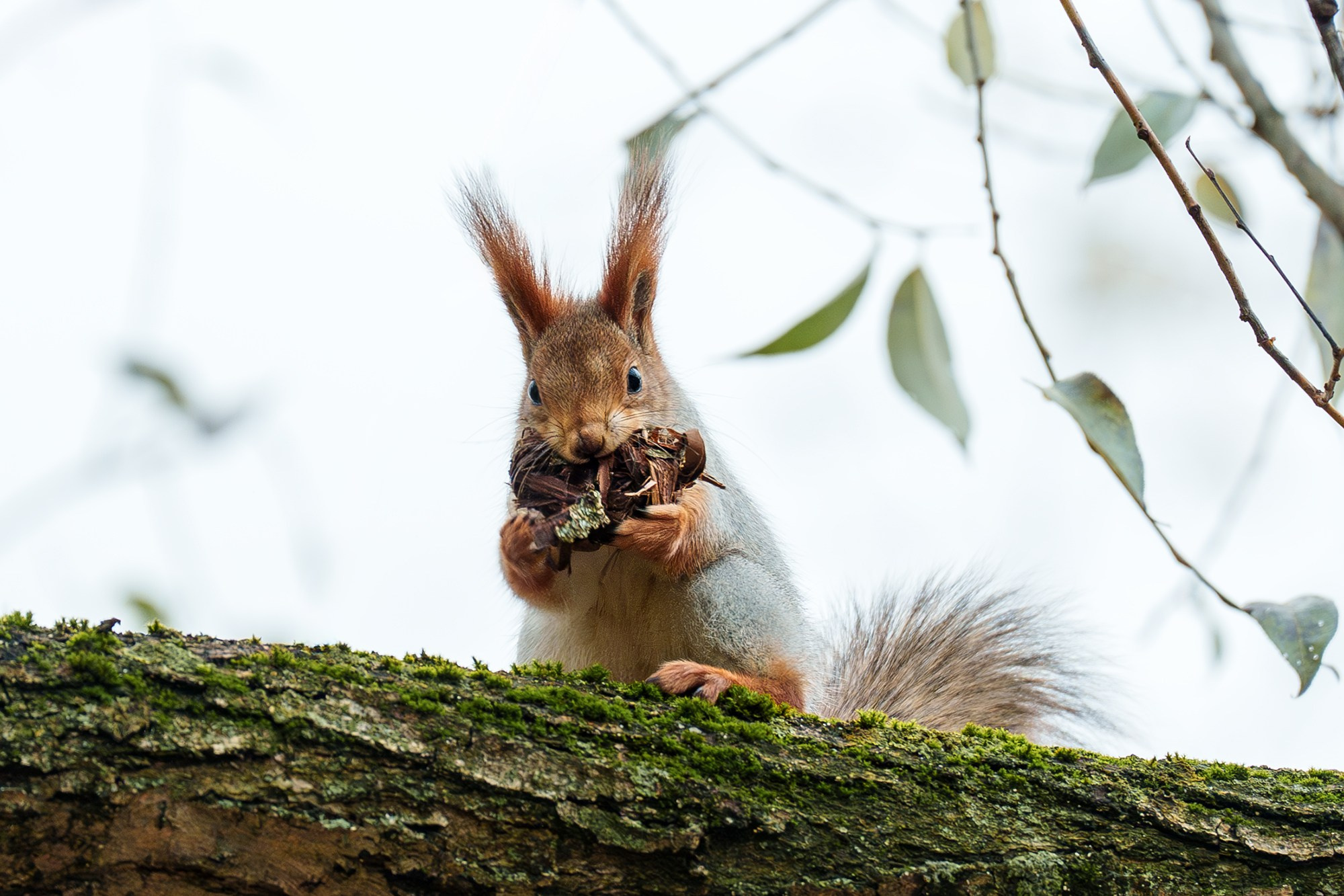 Животные. Ваш личный фотограф Марина Волкова