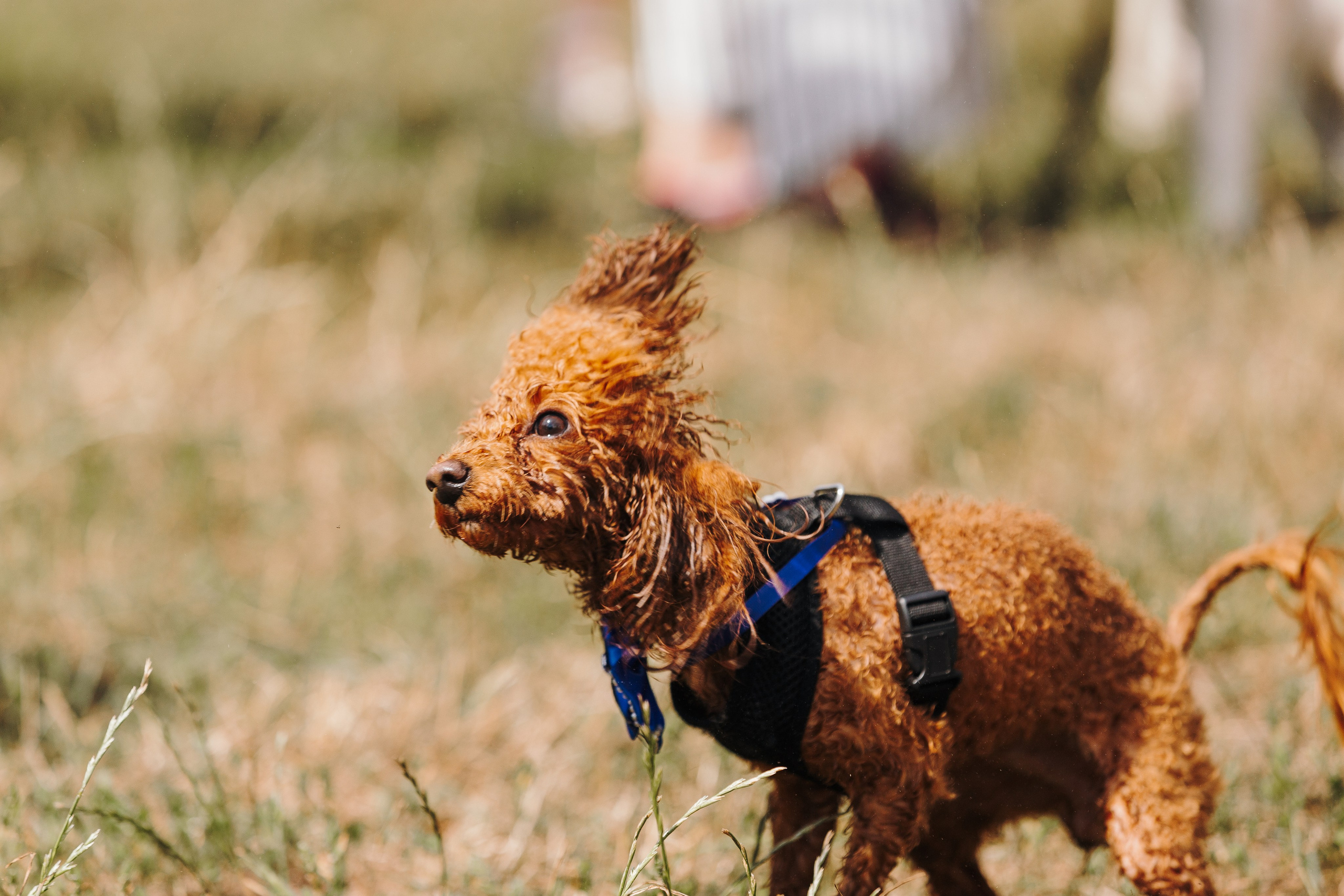 Petshop Sup day. Фотограф анималист Кристина Карпова, Москва