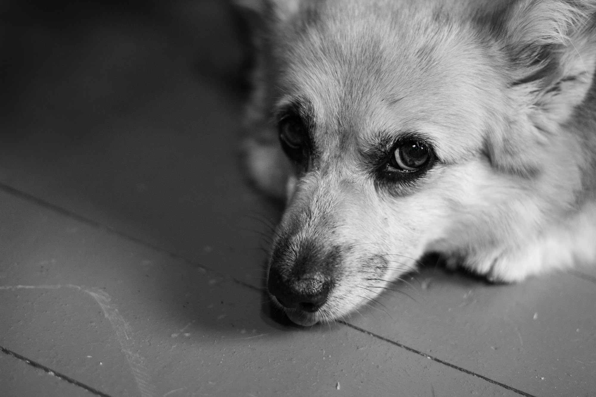 Маленькая жительница Швеции в гостях у бабушки. SaGaFOTO.ru