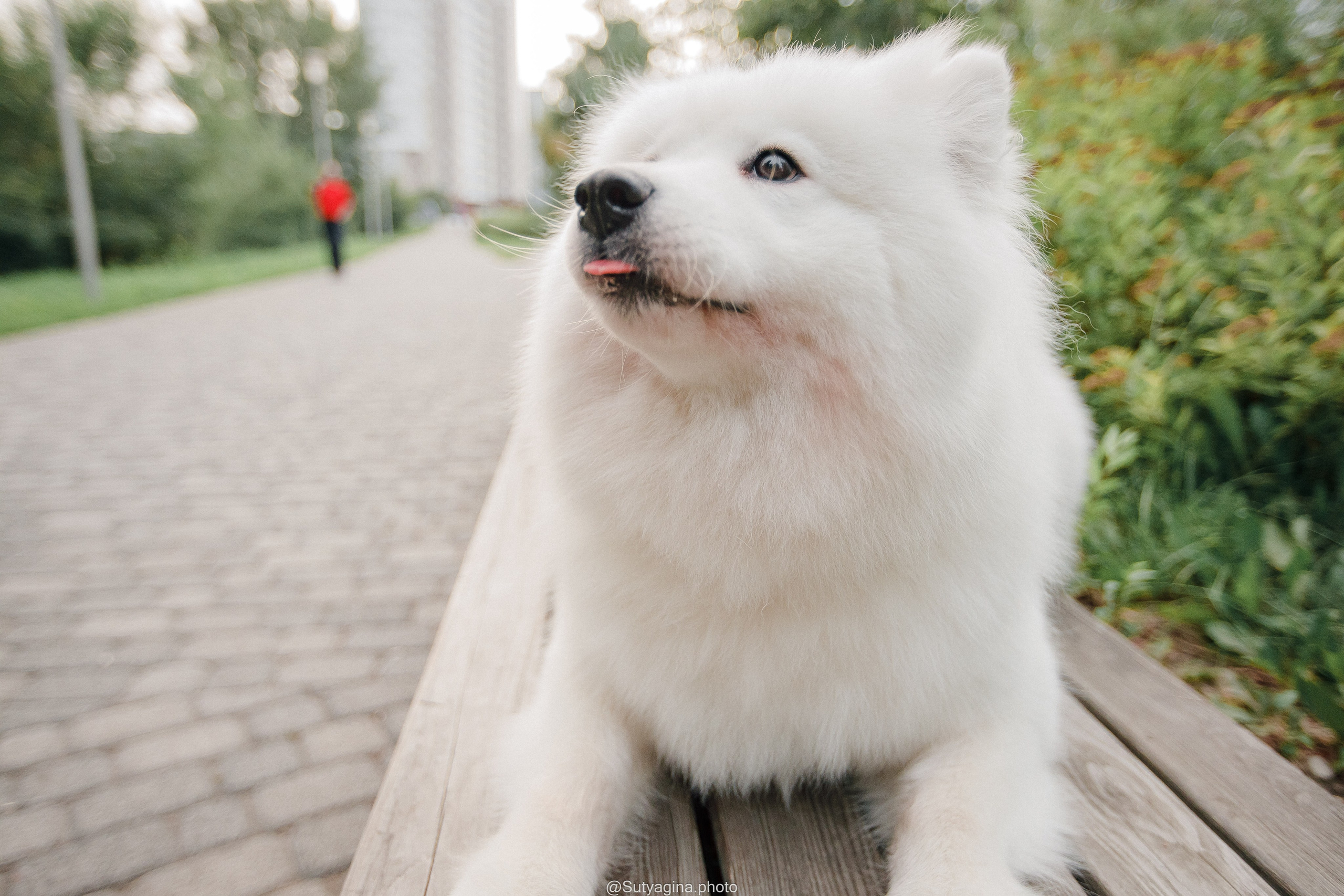 Самоед Рея. Свадебный и женский фотограф