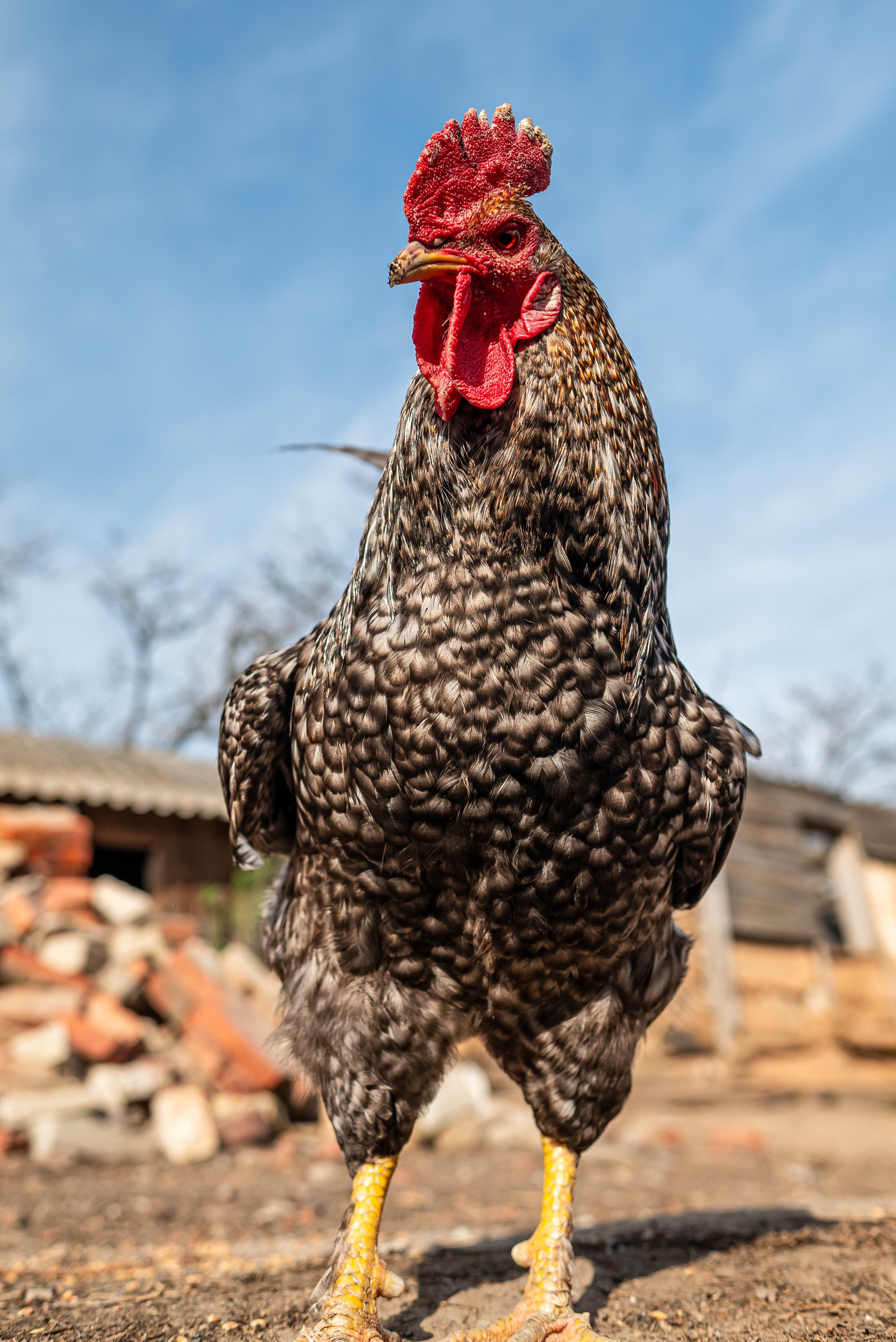Животные. Фотограф Карина Шарова Москва