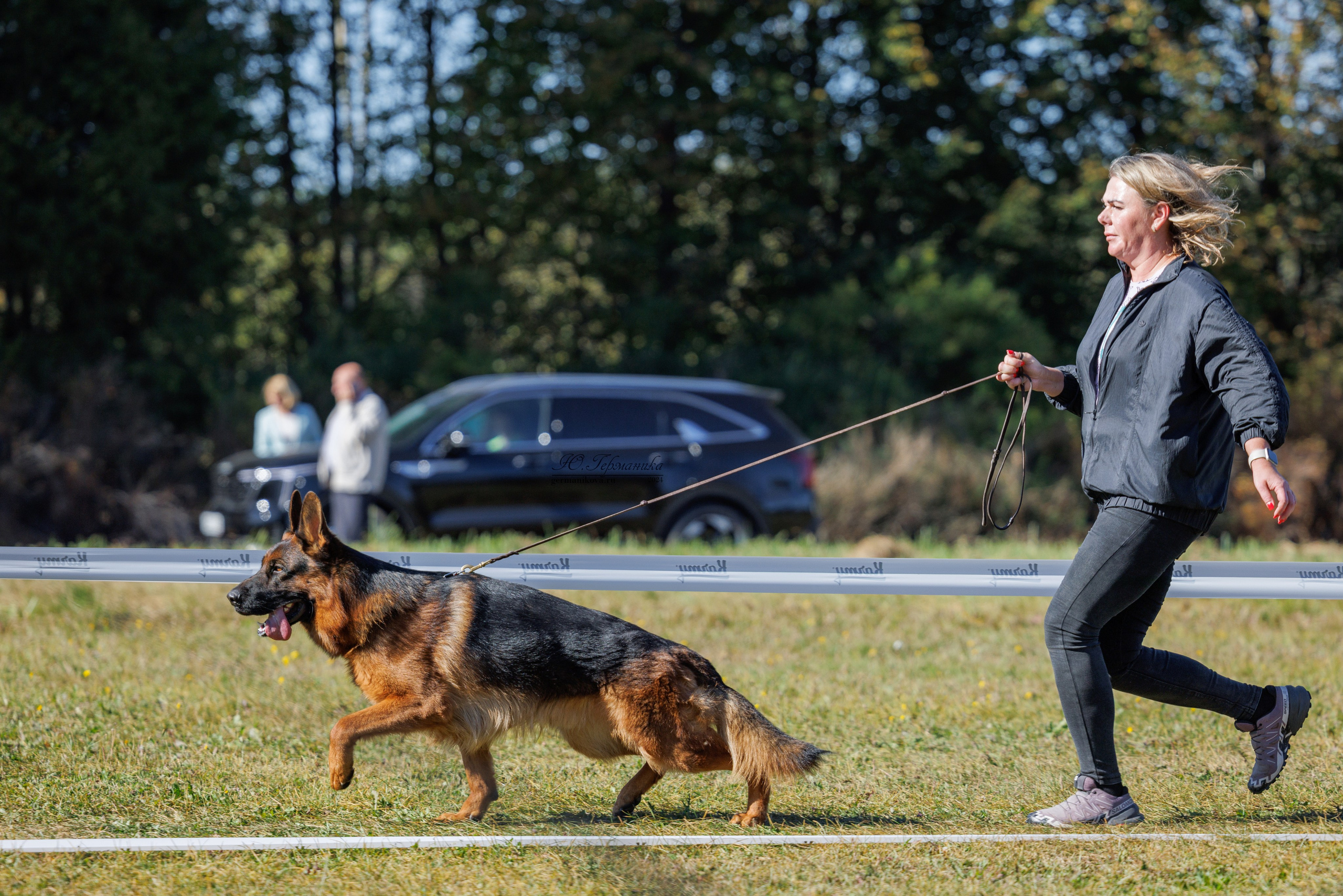 Тверь немецкие овчарки 22.09.2024. Фотограф-анималист Юлия Германика