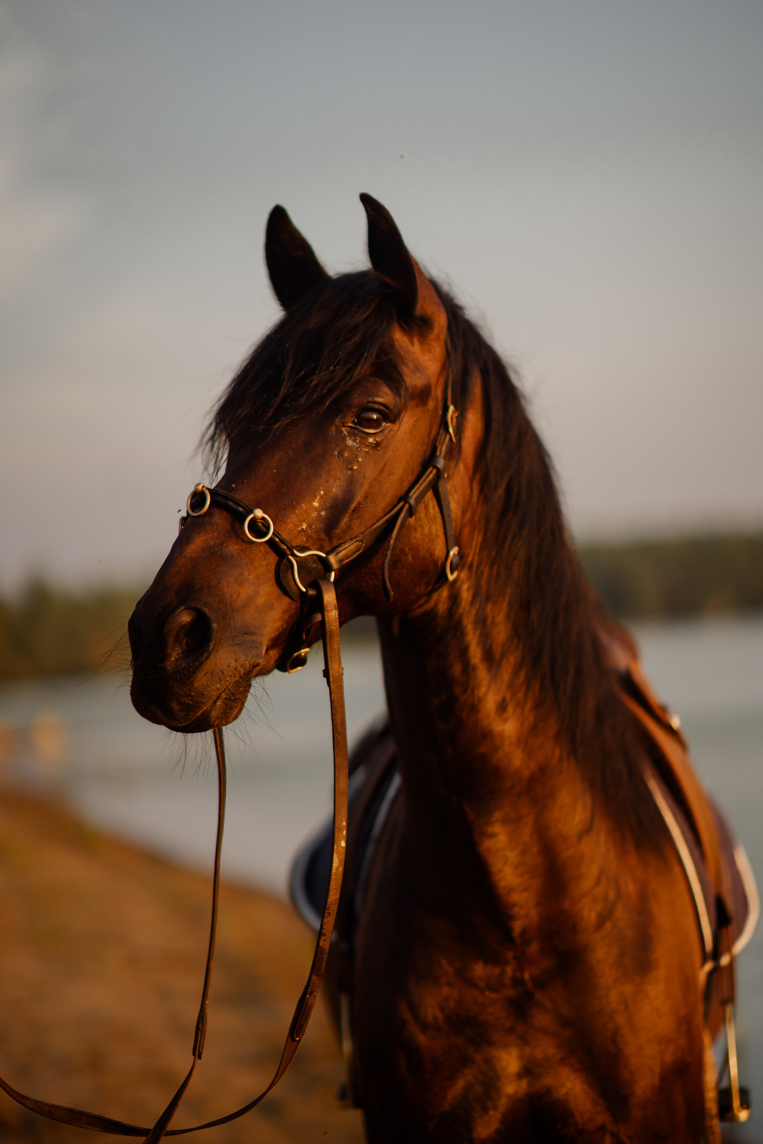 Фотопрогулка на лошади. Семейный и детский фотограф в Екатеринбурге и НевьянскеТимурова Алина
