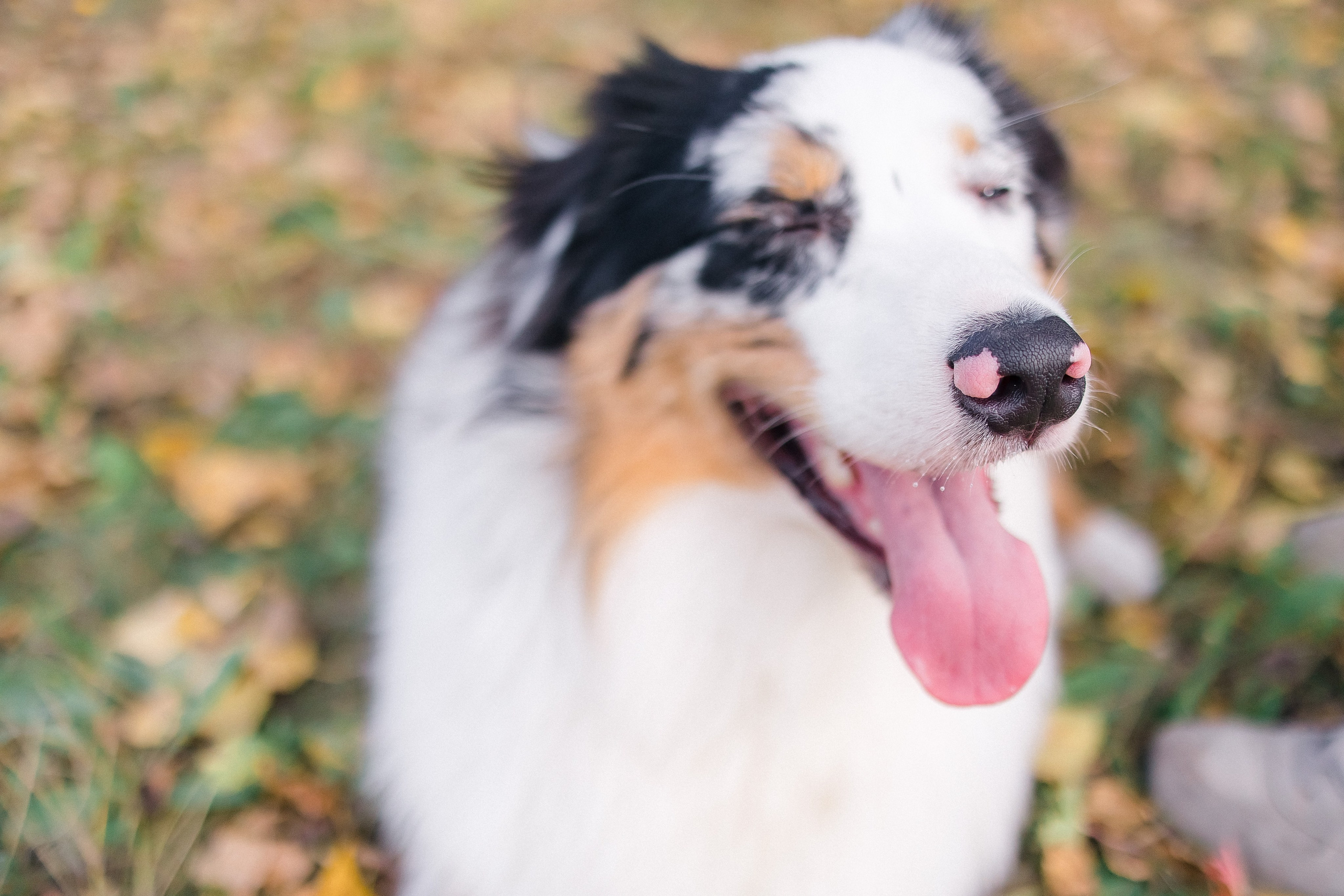 Аусси Дэймон. Свадебный и женский фотограф