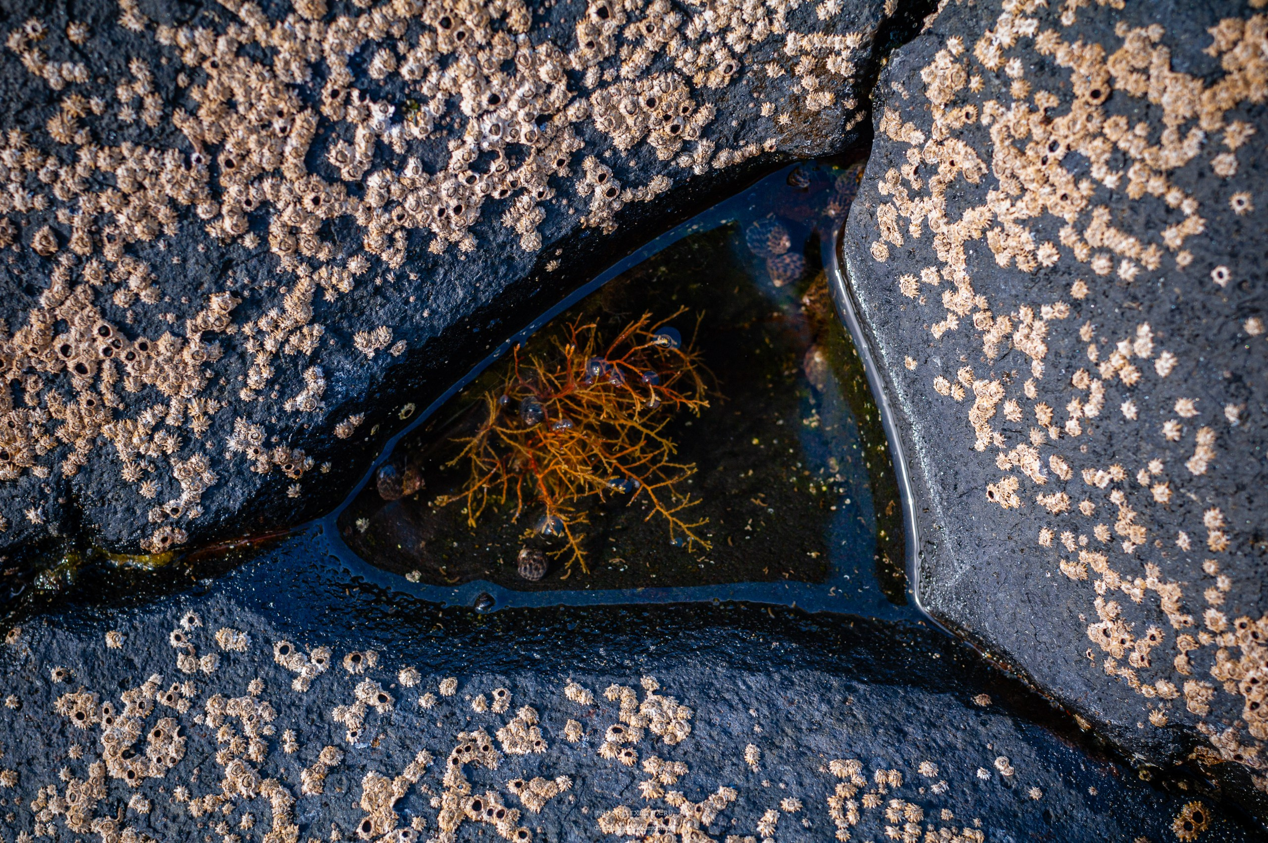 Осязаемая красота. Авторские стильные фотокартины