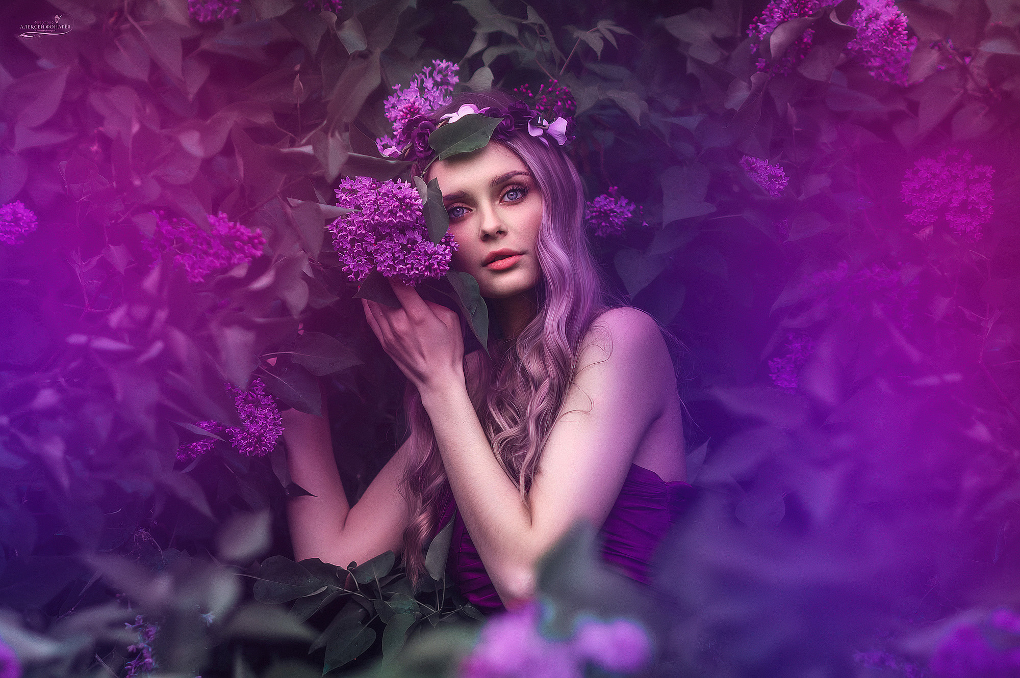 весенняя сирень