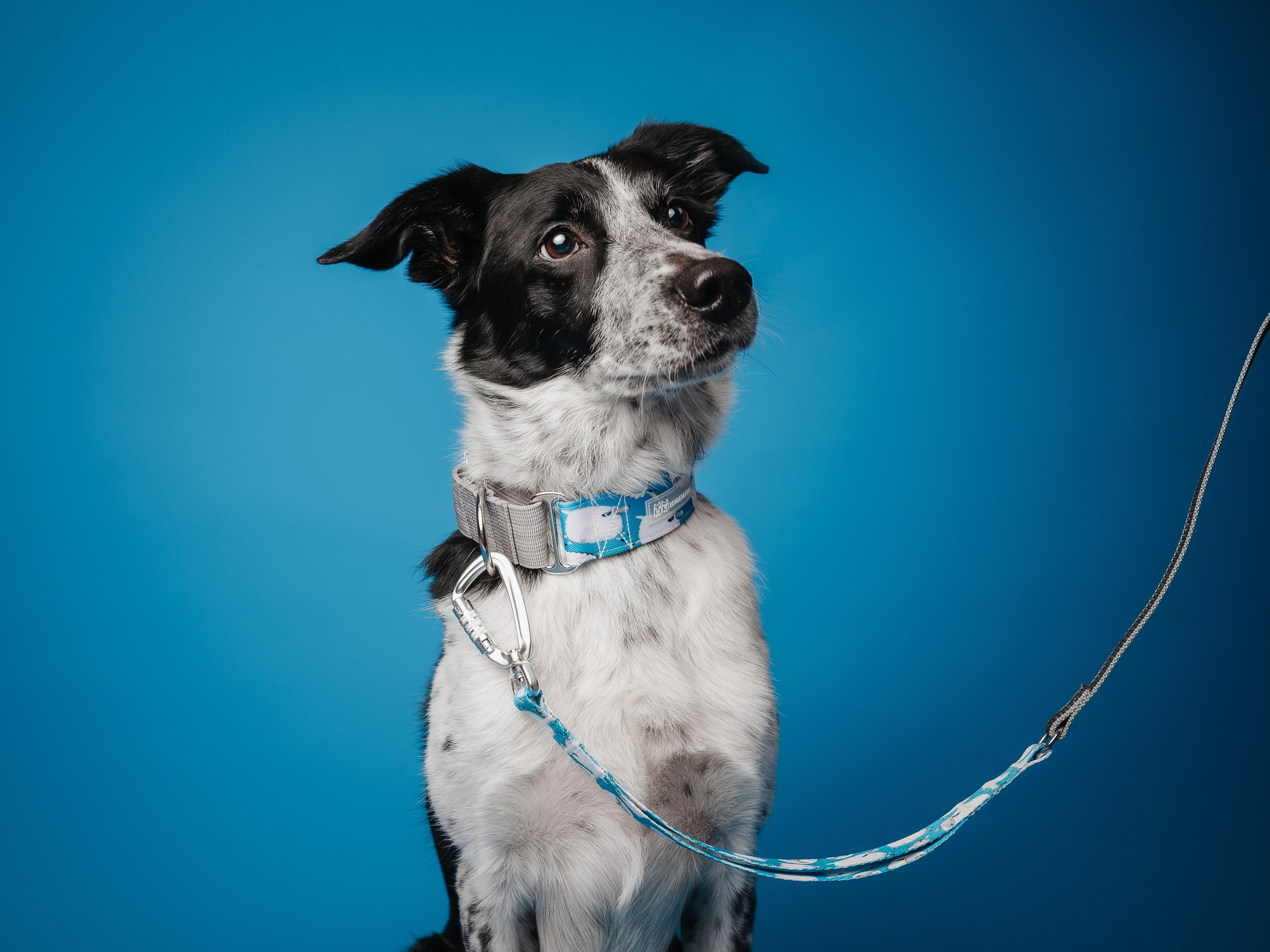 Bender&Frai. Овечки. Семейный фотограф анималист Ананьева Мария — Москва