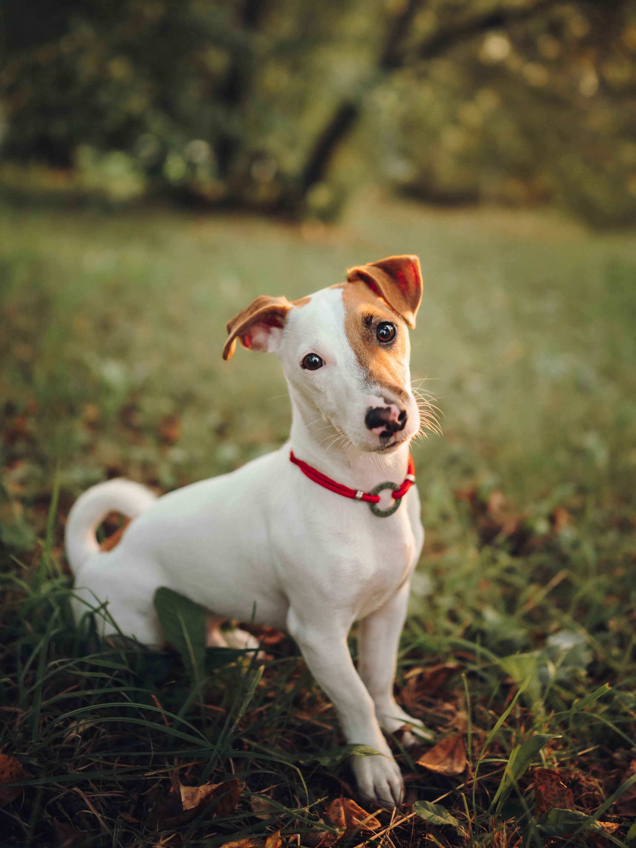 Алена, Илья, Даня и Данте. Семейный фотограф анималист Ананьева Мария — Москва