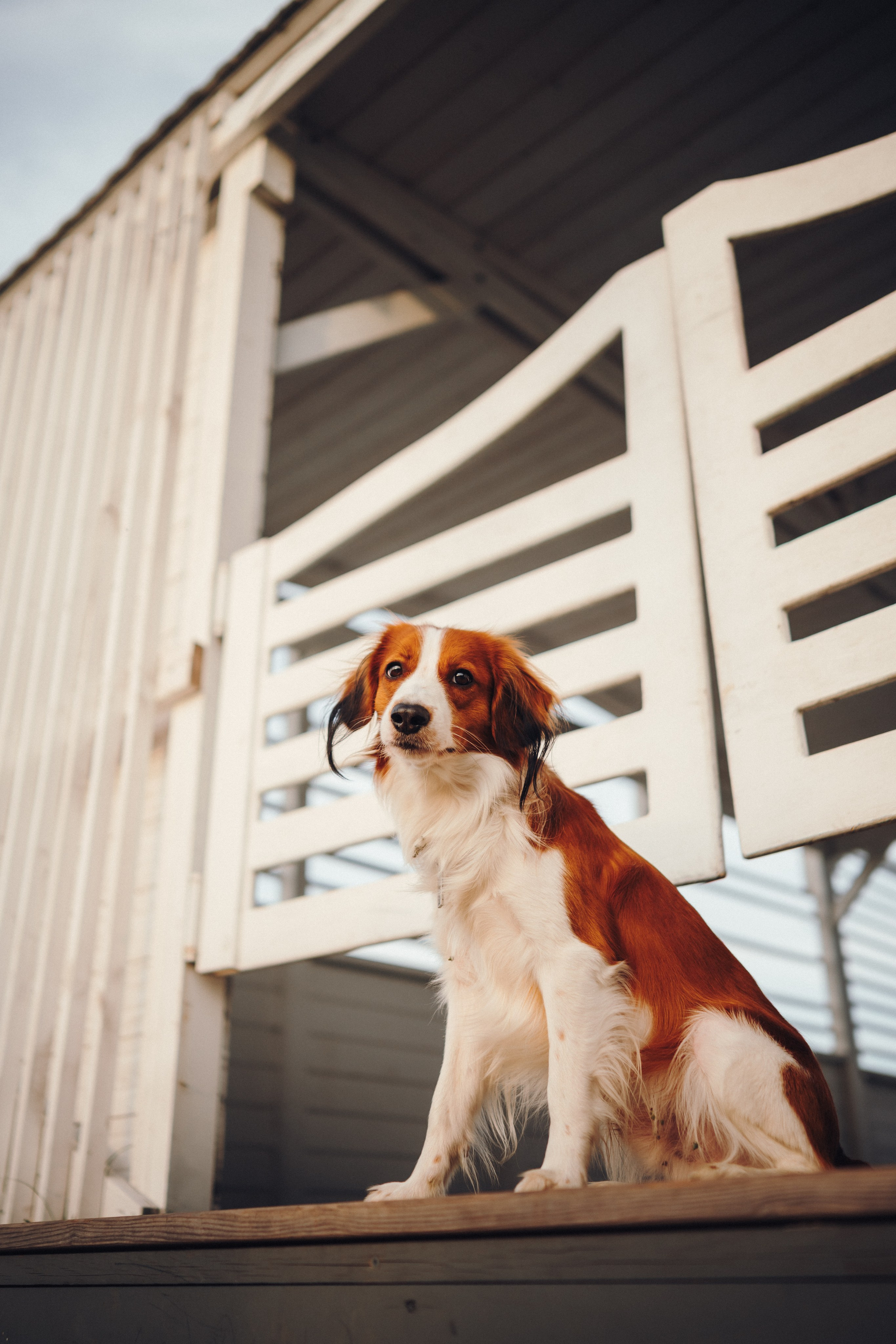 Семейная фотосессия с питомцем. Семейный фотограф анималист Ананьева Мария — Москва