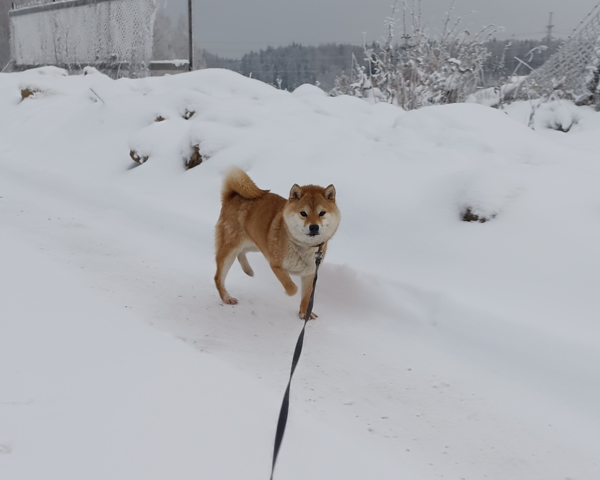 Сиба Rubylight Qiwi питомник Рубилайт 