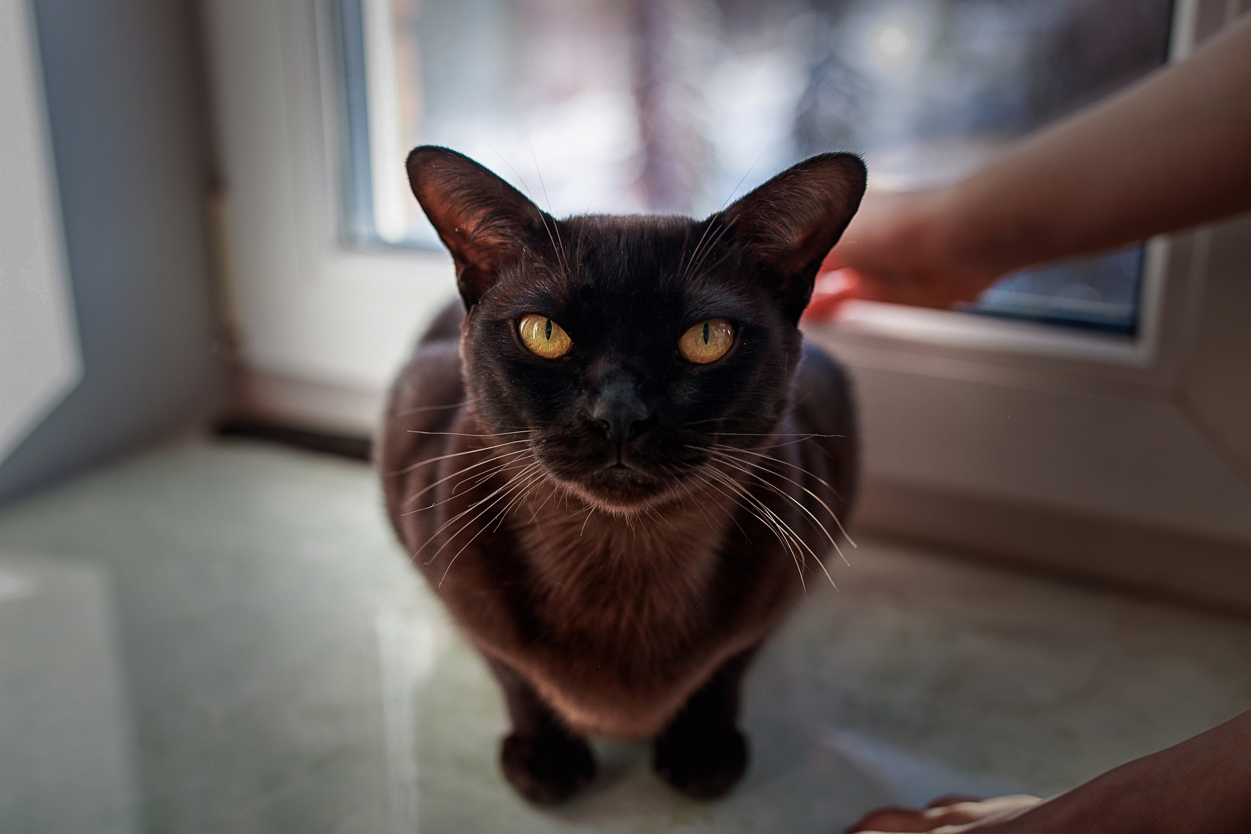 Домашняя съемка. Гипнопсихолог, женский фотограф Ольга Парфентьева (Васанти)