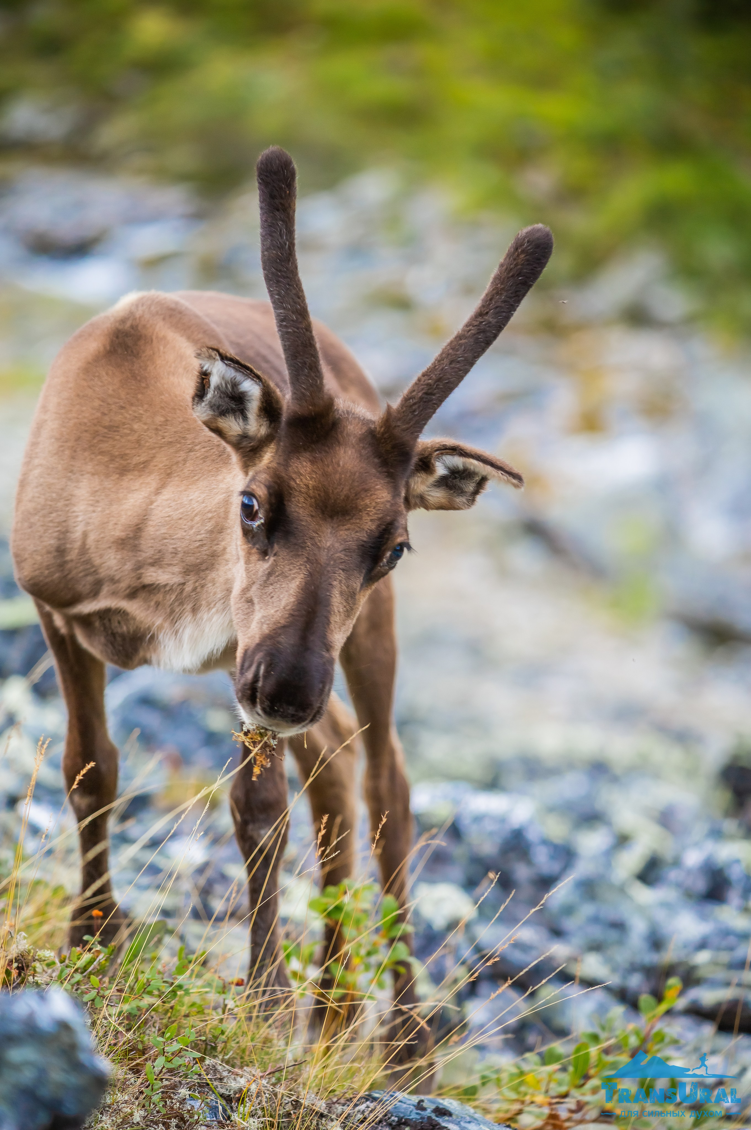 Животные. Авторские туры с профессиональным фотографом
