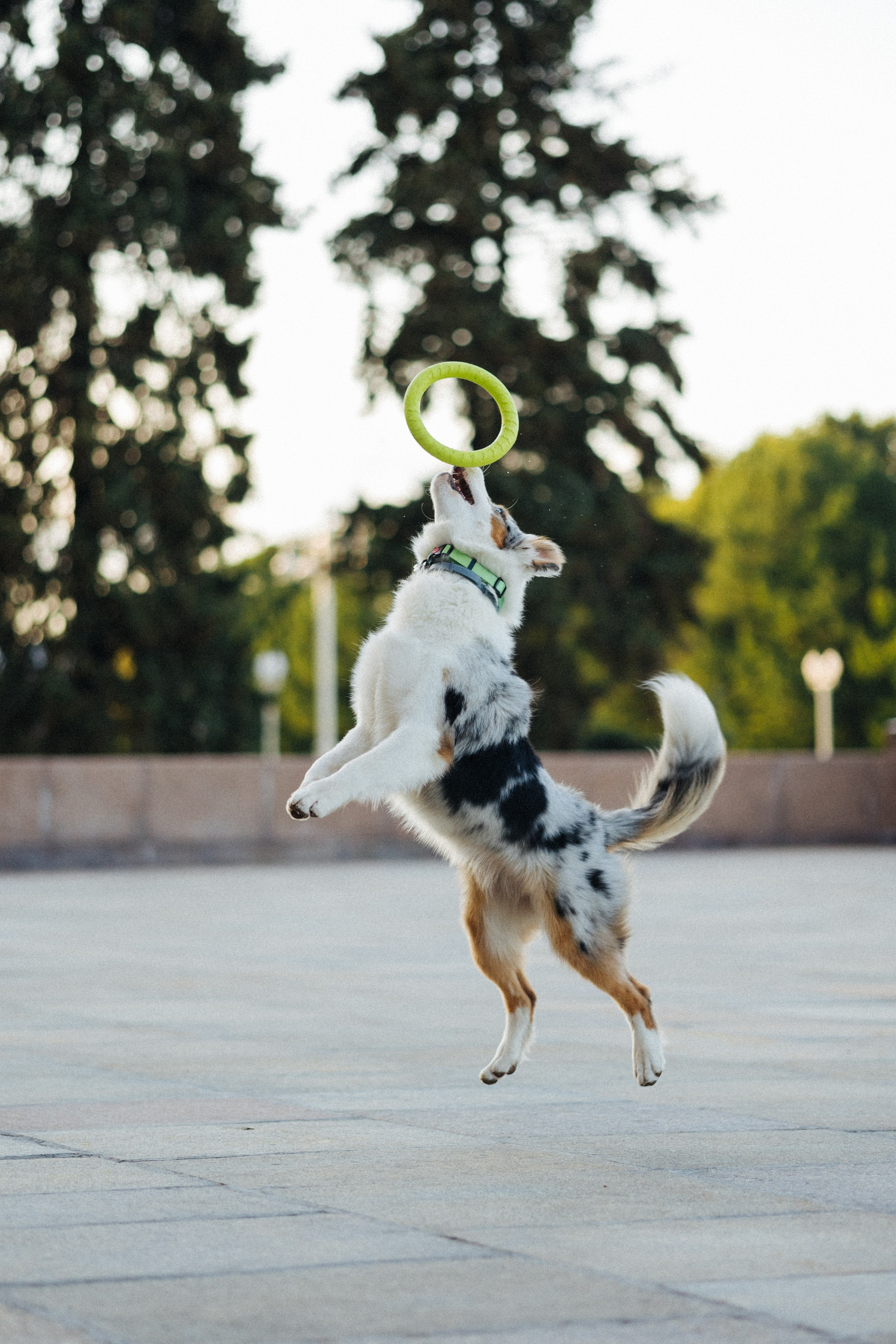 Настя, Влад и Лэйк. Фотораф — анималист Мария Шистка