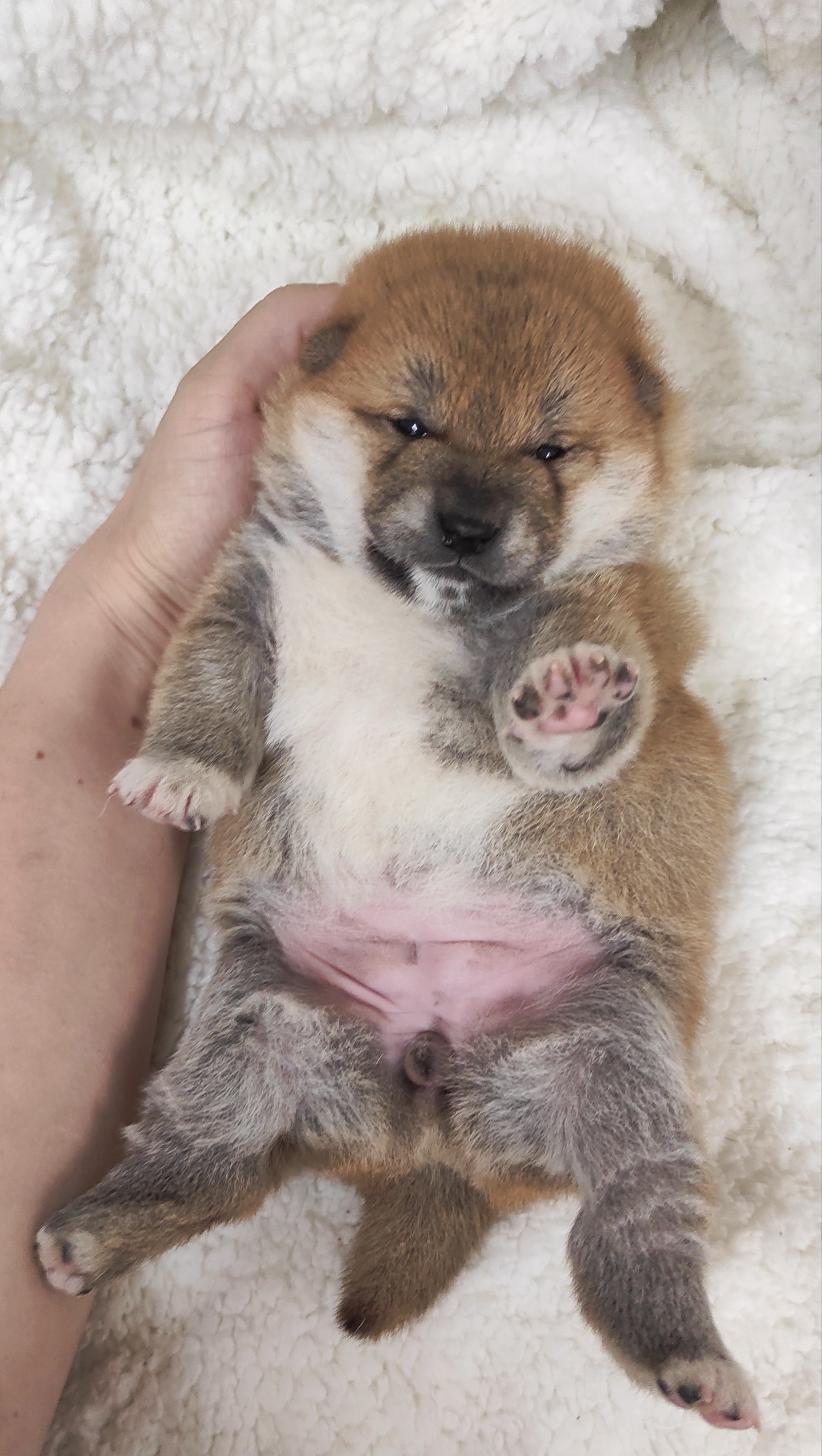 сиба питомник Рубилайт щенки на продажу rubylight  сиба щенки купить СПб Санкт-Петербург 