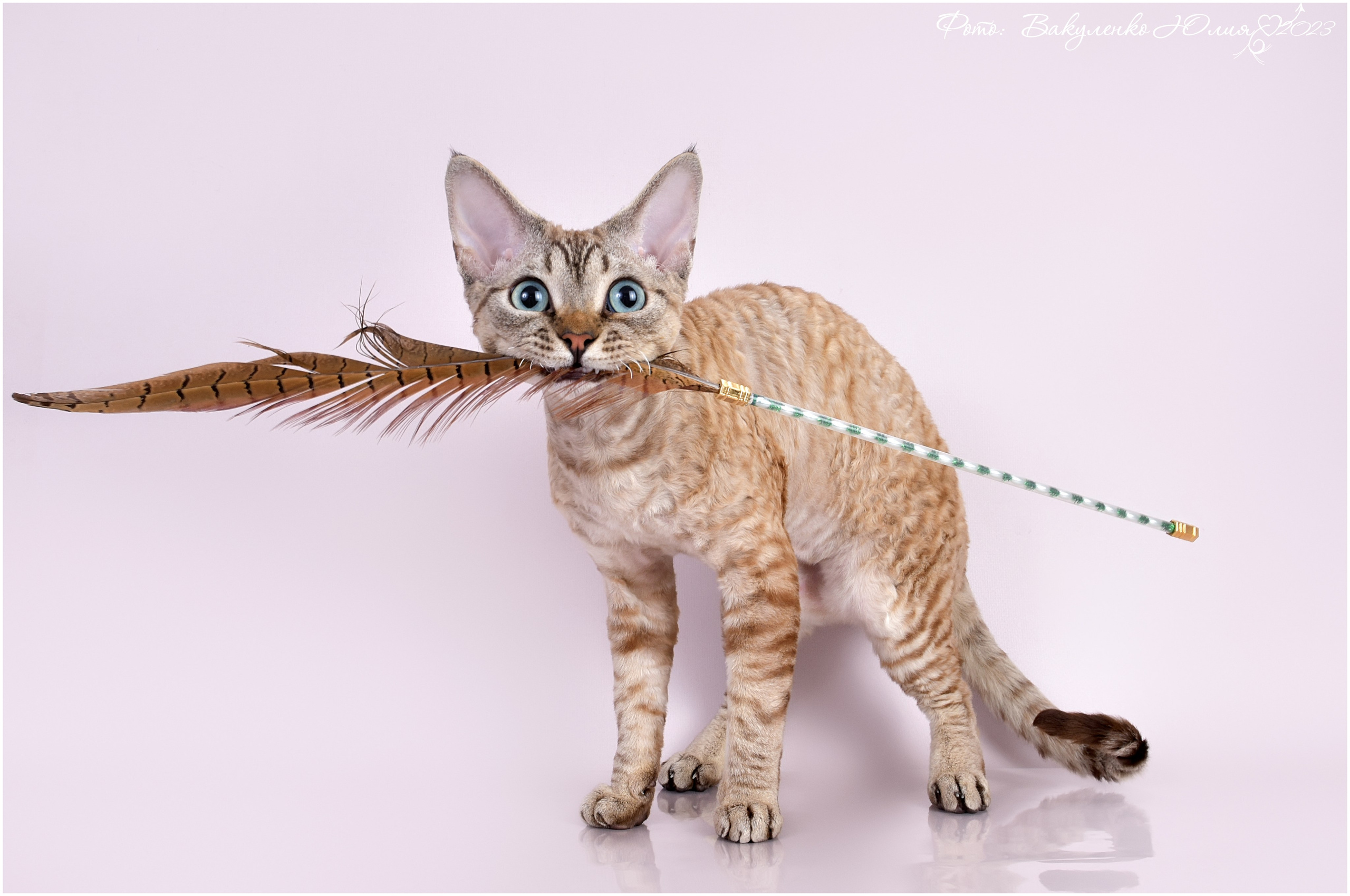 Взрослые. Фотограф анималист | семейный Юлия Вакуленко, г. Краснодар