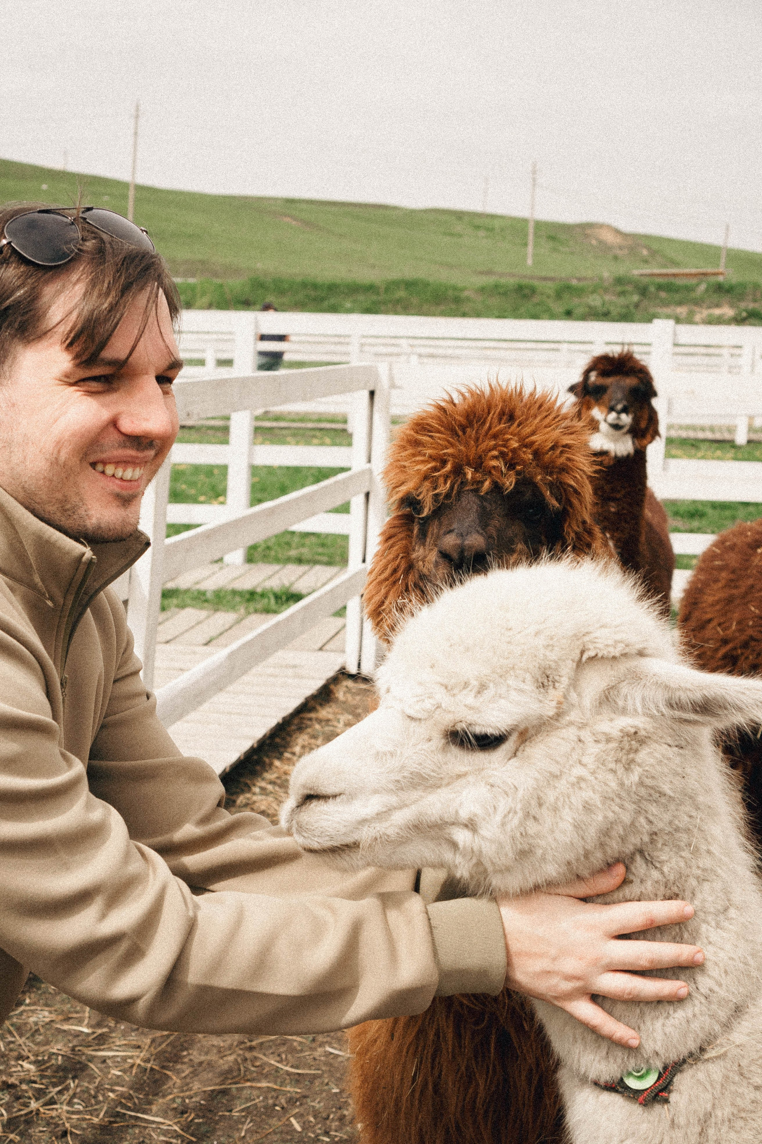 Ферма Альпак. Профессиональный фотограф, Санкт-Петербург — Виктория Богомолова