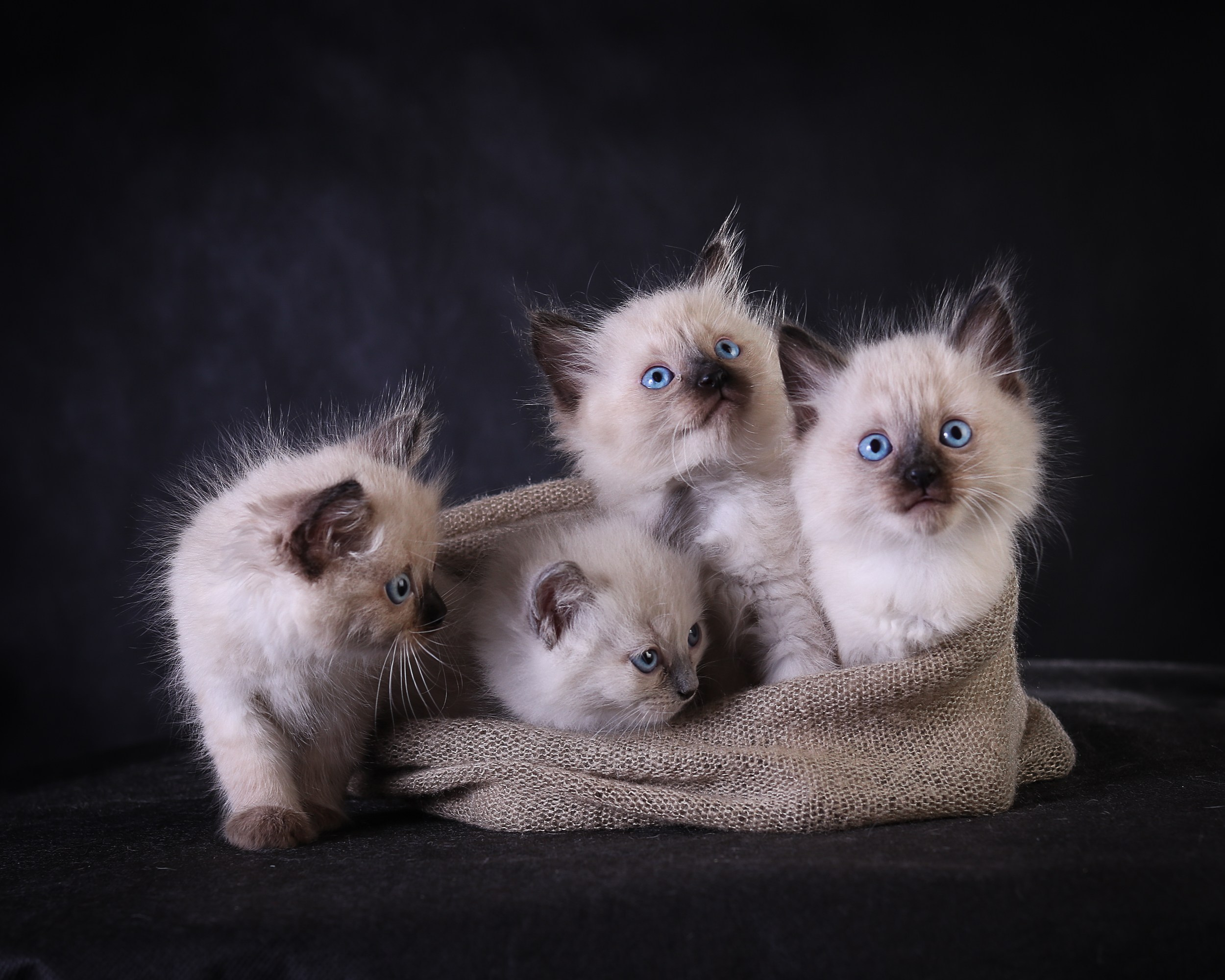 Животные. Семейный и детский фотограф в Москве Ольга Мэй